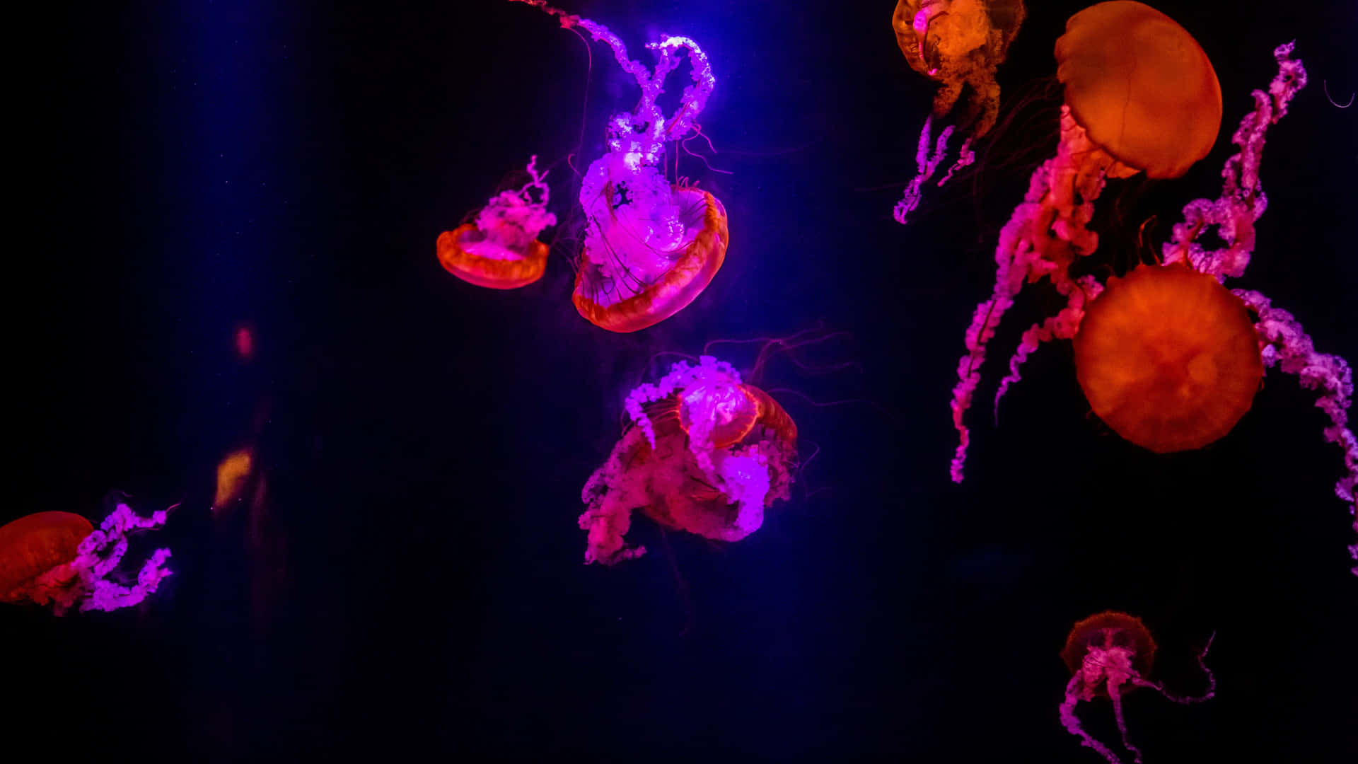 Brilliantly Colored 4k Jellyfish Background