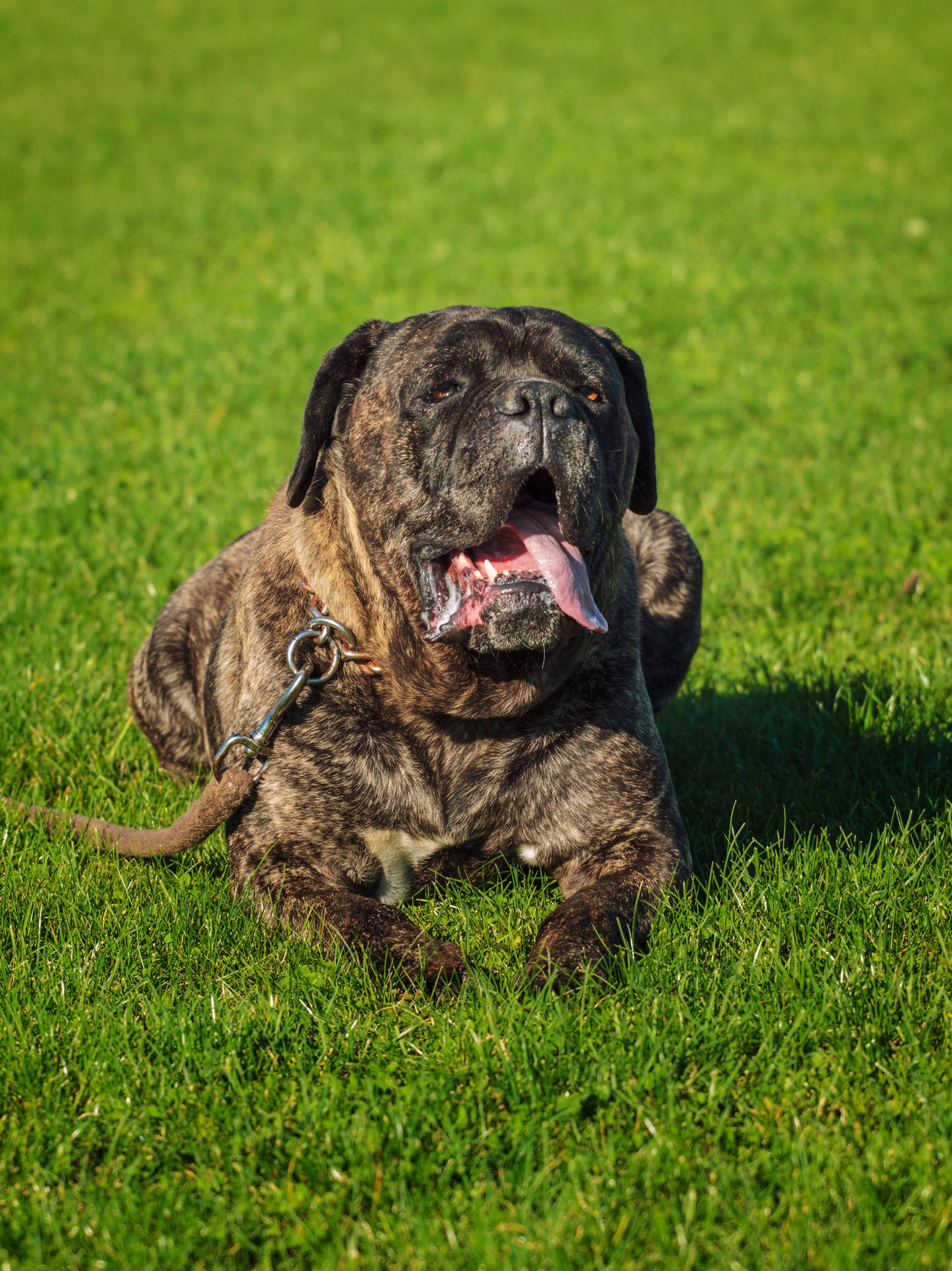 Brindle Cane Corso On The Grass Background
