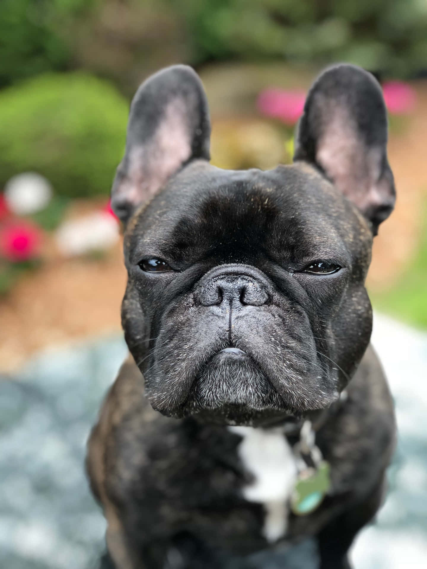 Brindle French Bulldog Suspicious Look Background