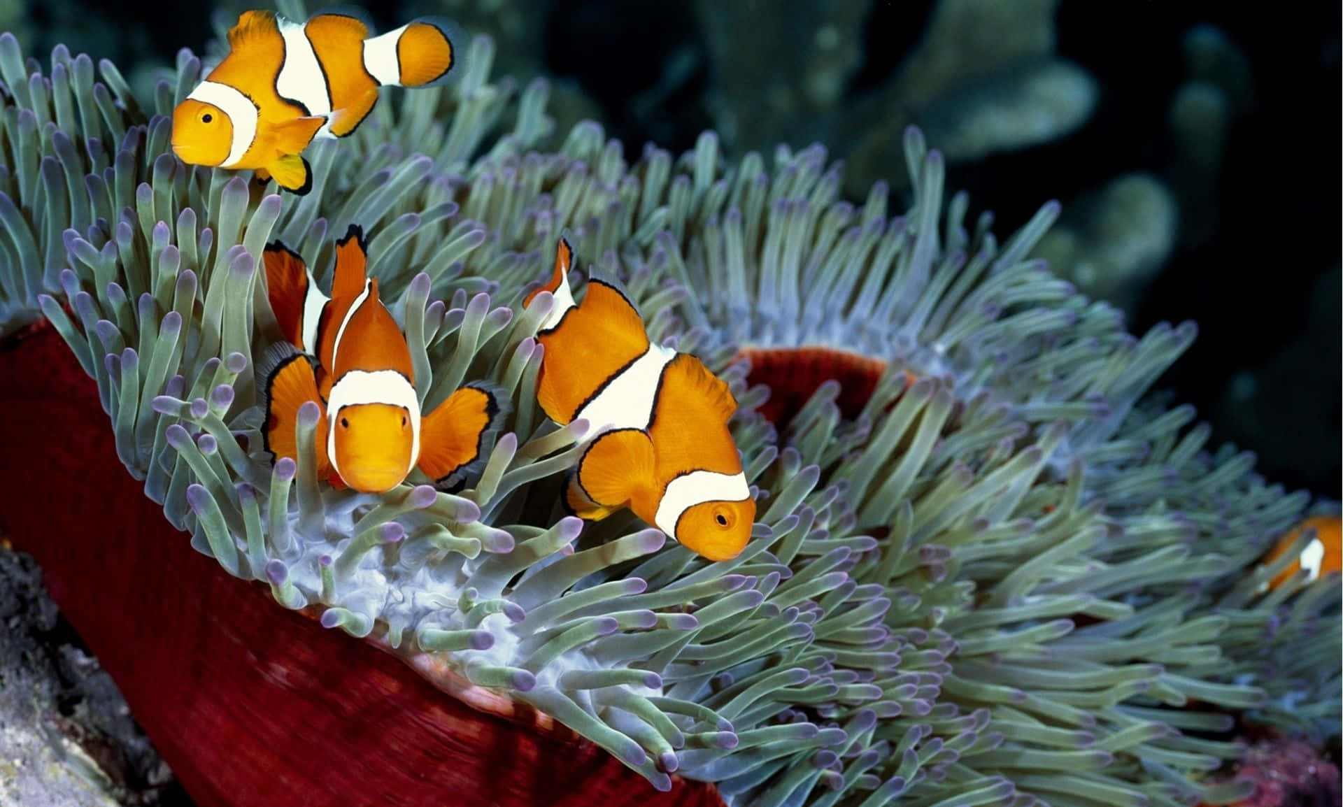 Bring A Splash Of Color To Your Desktop With This Vibrant And Colorful Fish Wallpaper!