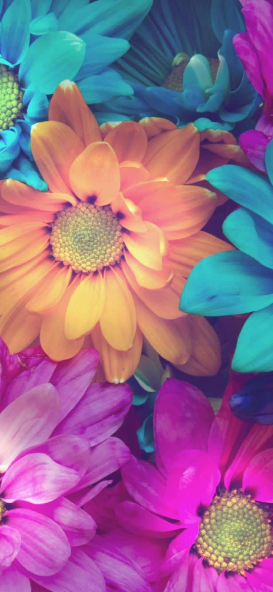 Bring A Touch Of Beauty To Your Phone With This Colorful Flowers Iphone Wallpaper. Background