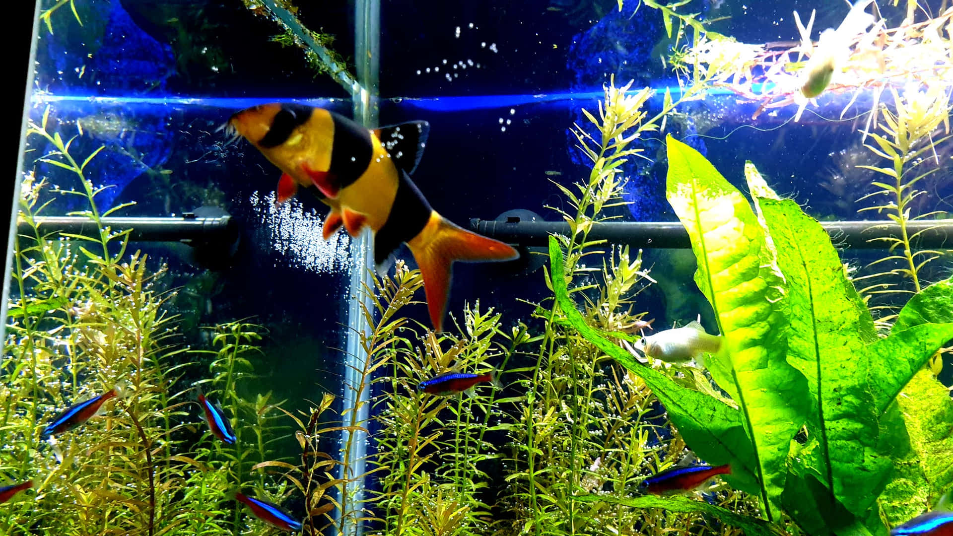 Bring Life To Your Home With An Aquarium Fish Tank Background