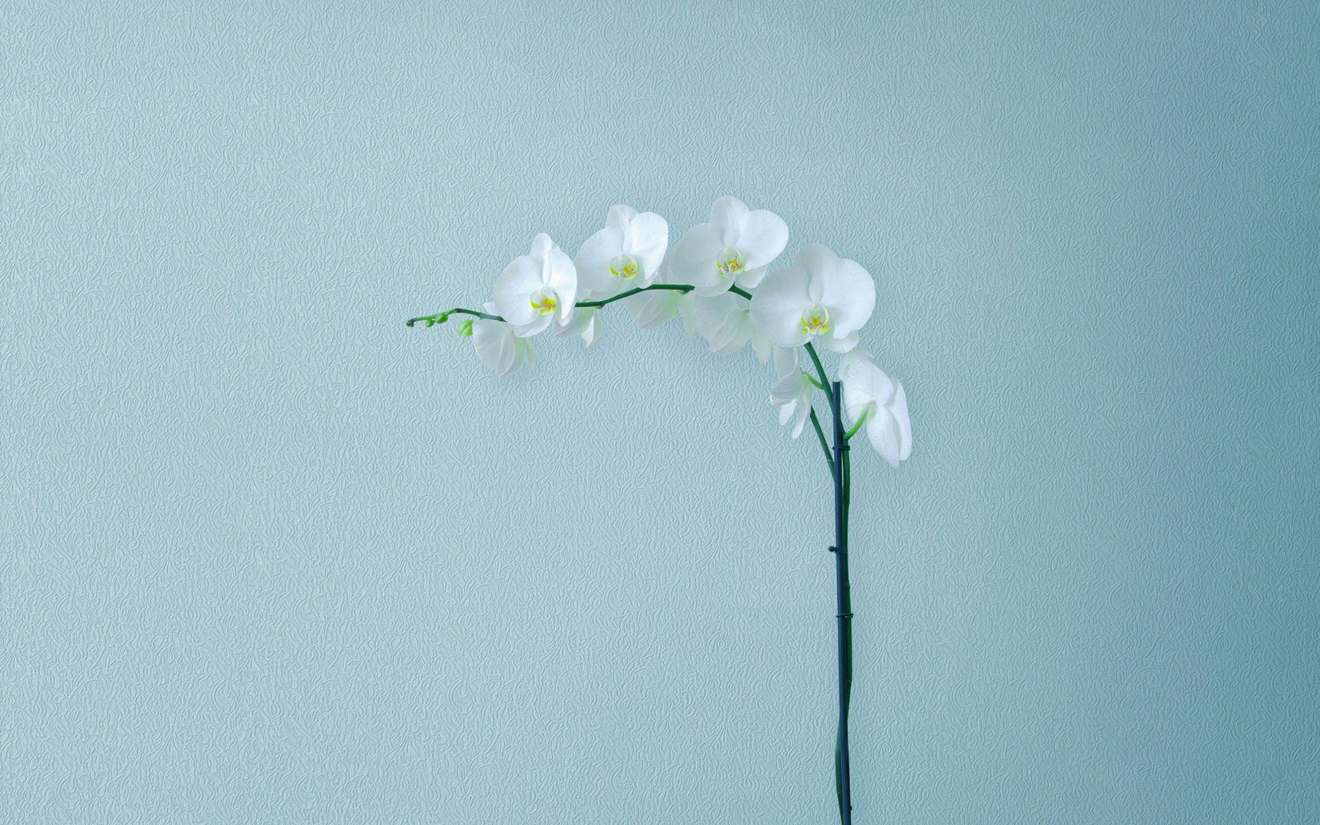 Bring Nature And Technology Together With This Minimalist Flower Computer.