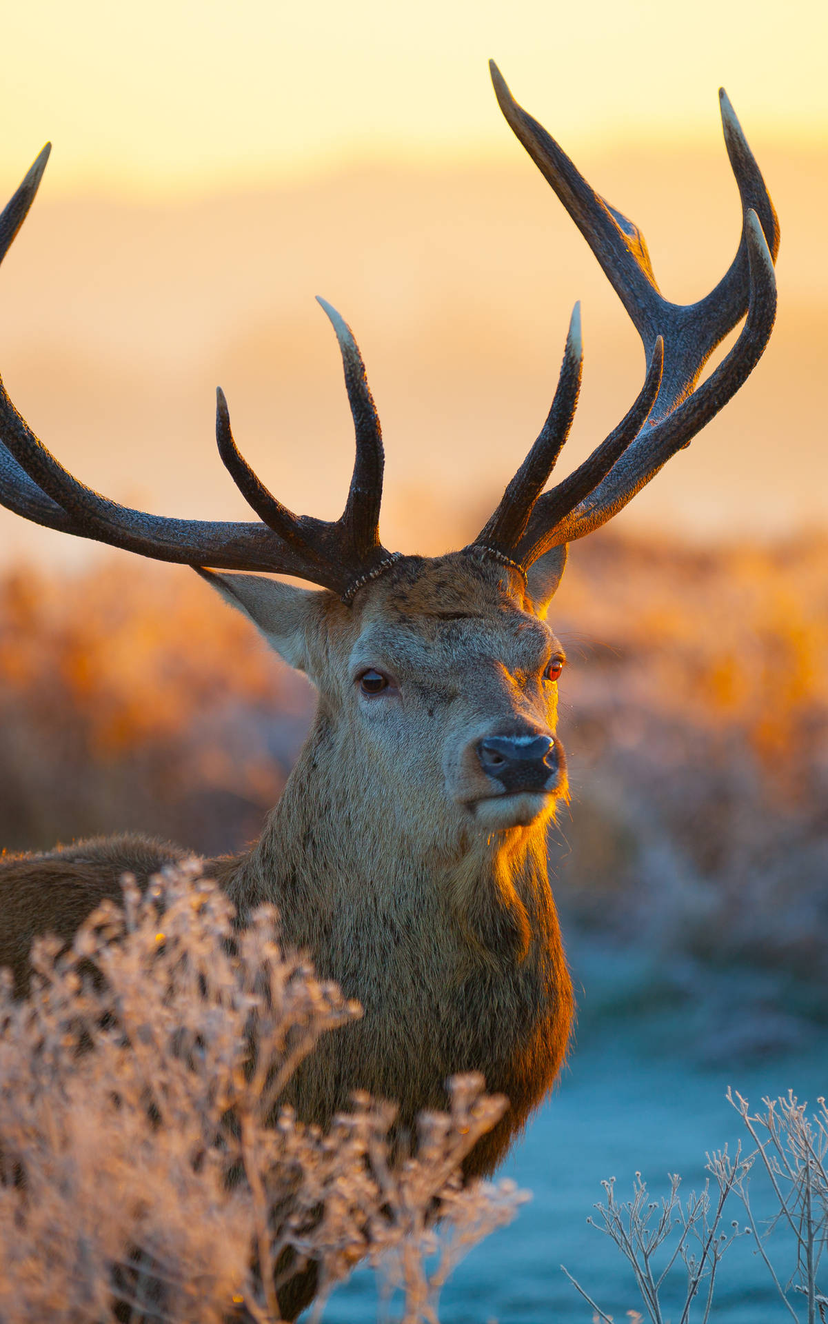 Bring Nature Indoors With Deer Iphone Wallpaper Background