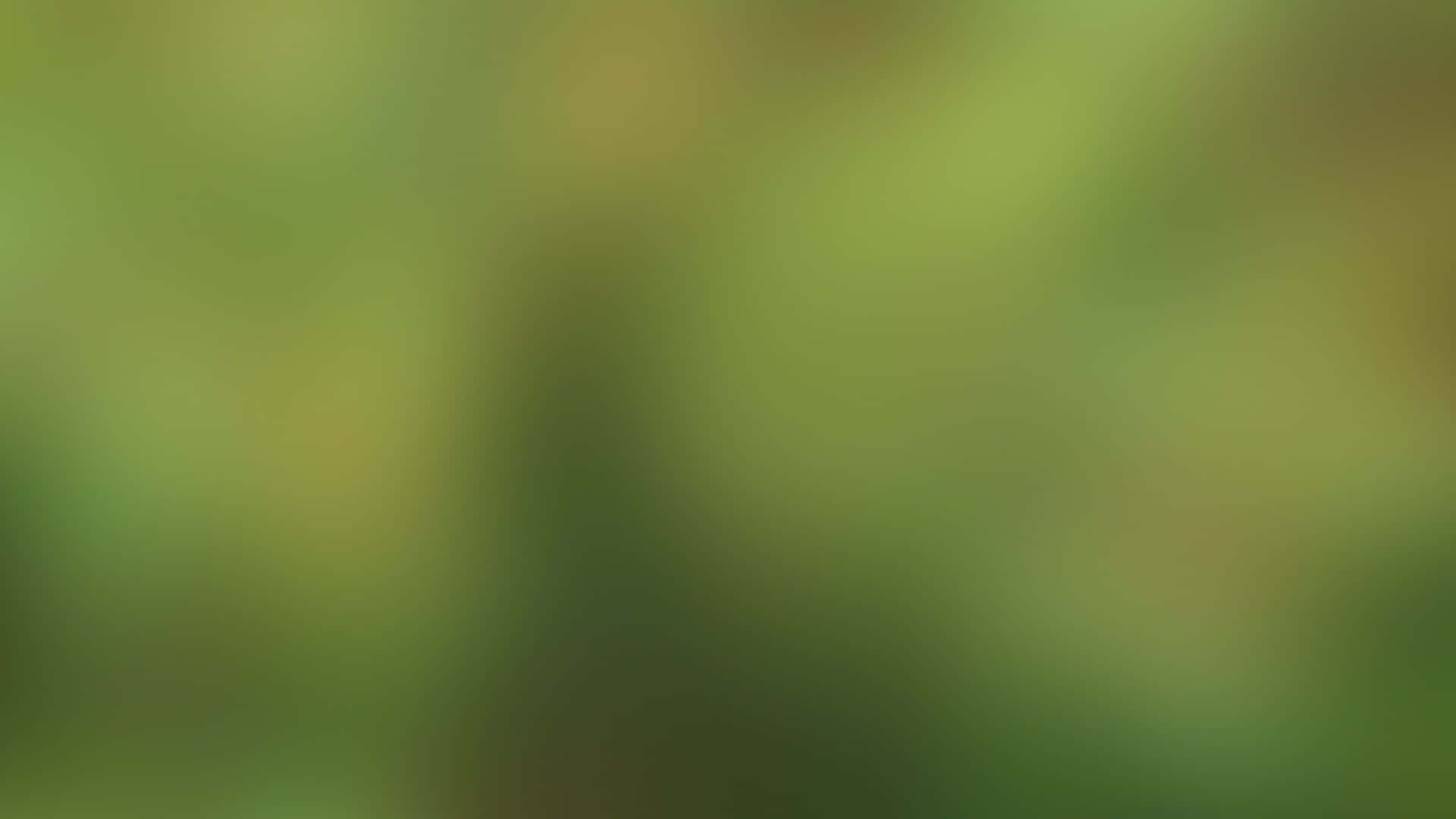Bring Nature Inside - Enjoy The Peace Of A Tranquil Green Desktop Background