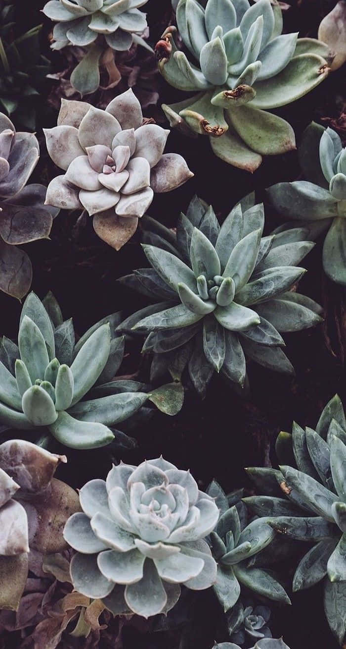 Bring Nature Into Your Home With This Cute Aesthetic Plant That Will Brighten Up Any Room. Background