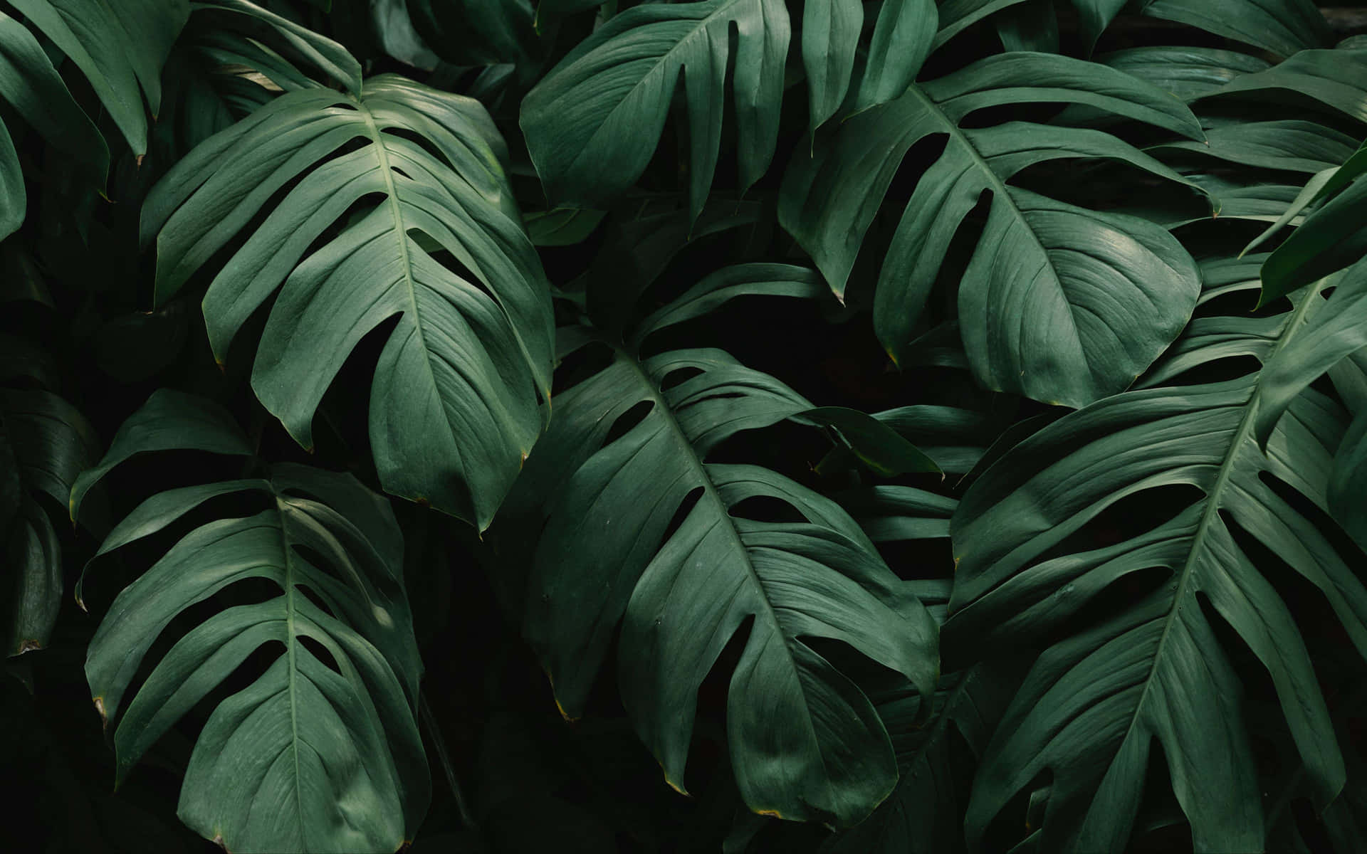 Bring Nature To Your Desktop With This Elegant Plant Aesthetic Background
