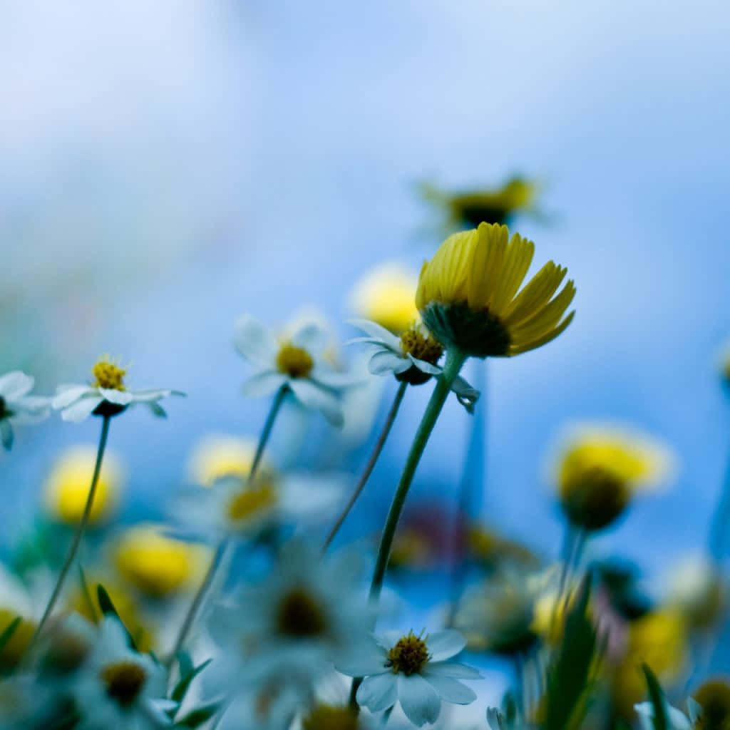 Bring Out The Best Of April As You Enjoy The Outdoors With Your Ipad Background
