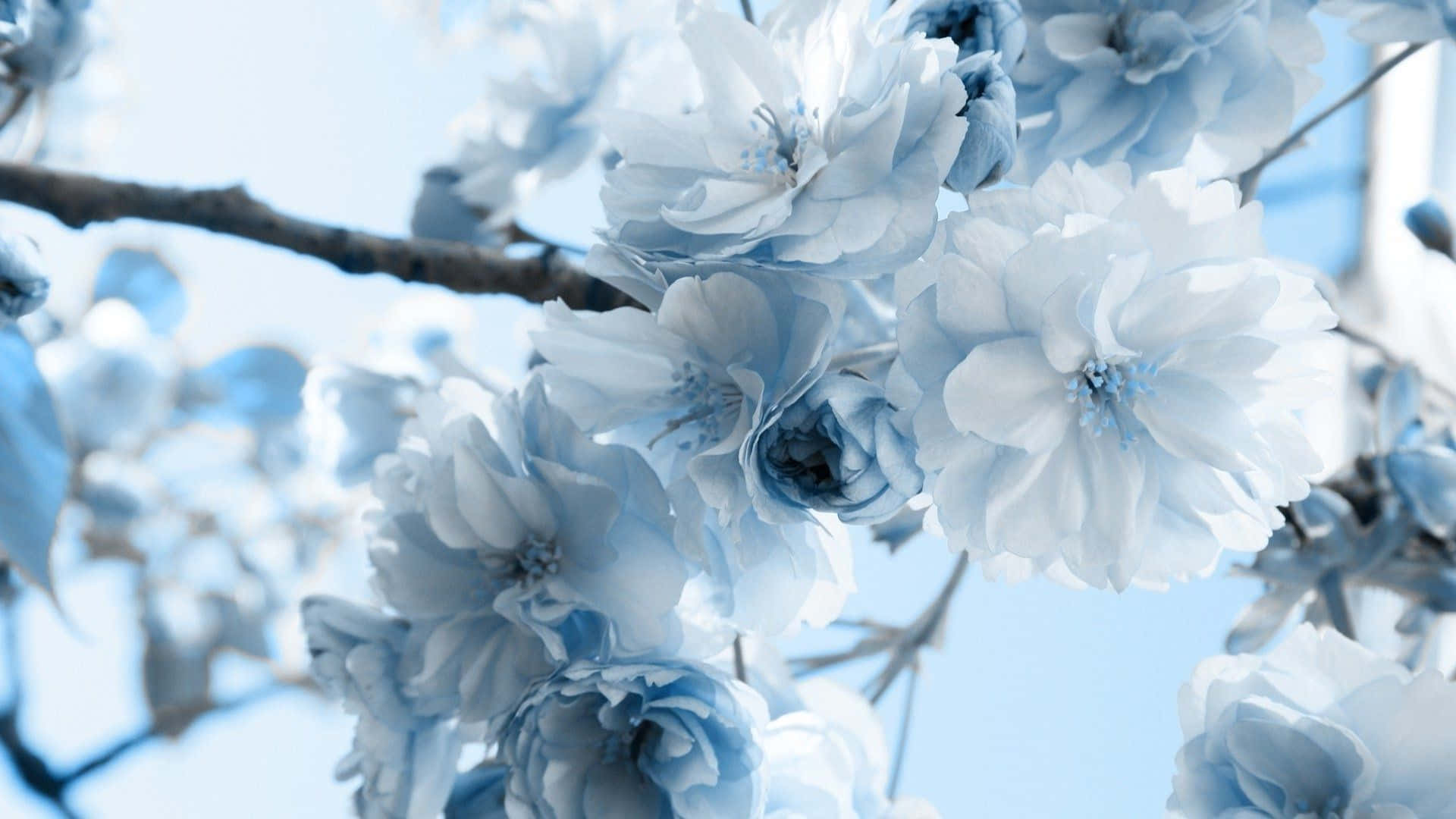 Bring The Beauty Of Color And Nature Into Your Home With The Soft Colors Of The Blue Flower Aesthetic. Background