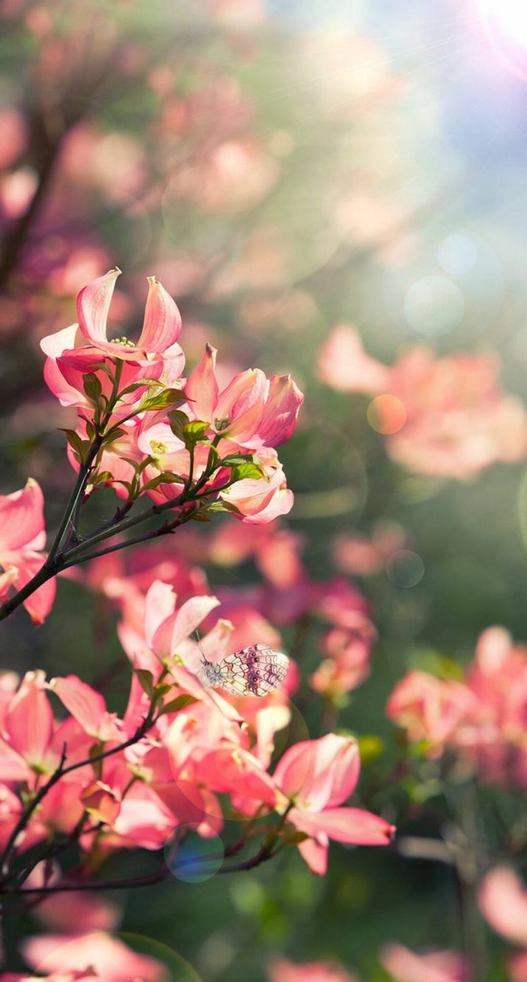 Bring The Energy Of Spring With This Beautiful Flower Iphone Wallpaper! Background