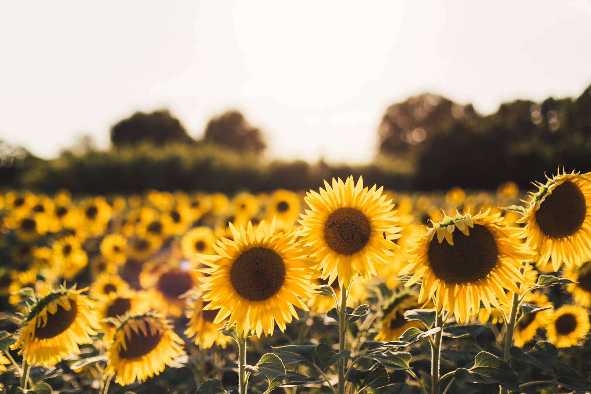 Bring The Joy Of Sunshine Indoors With This Vibrant Sunflower Wallpaper. Background