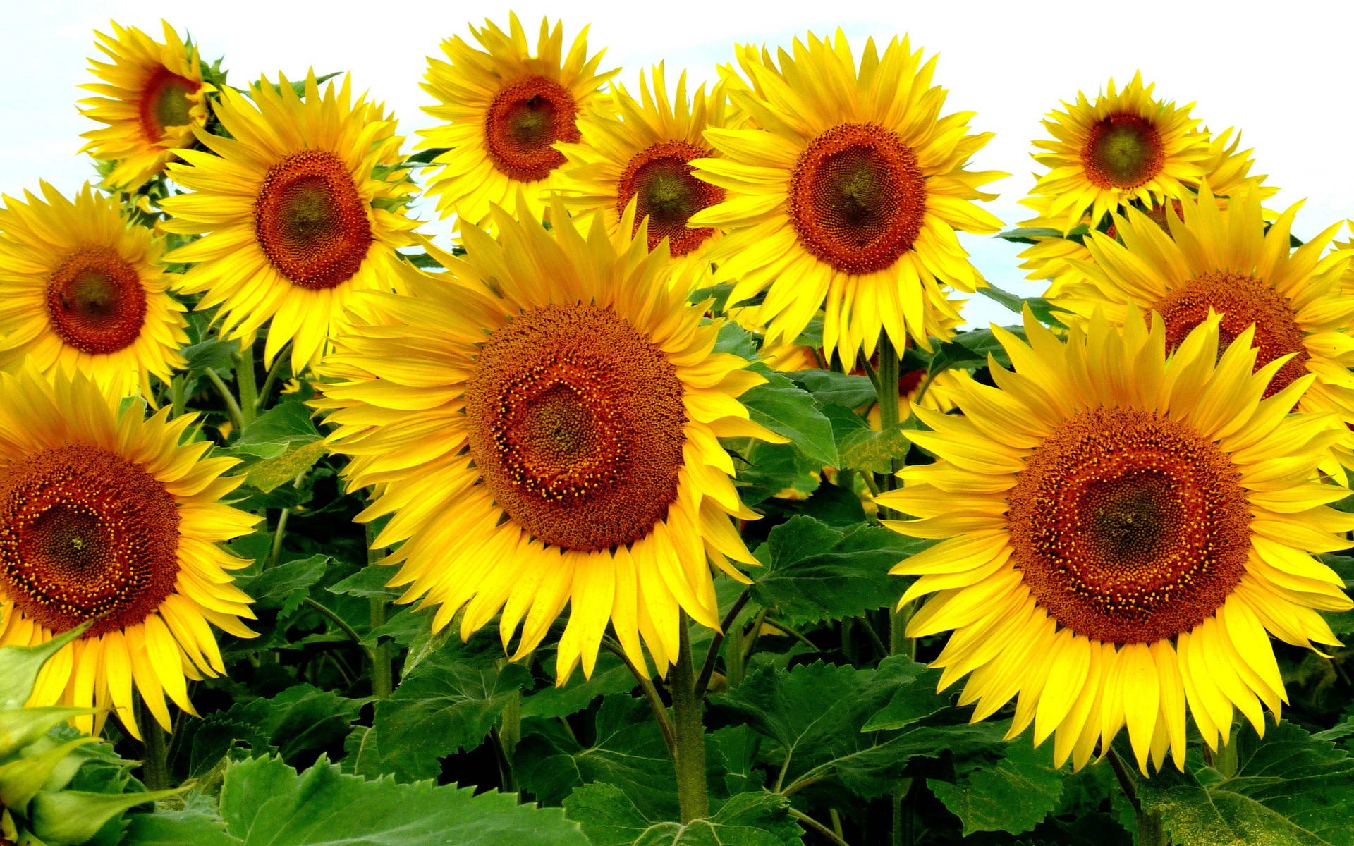 Bringing The Outdoors Inside With A Beautiful Sunflower Desktop Background