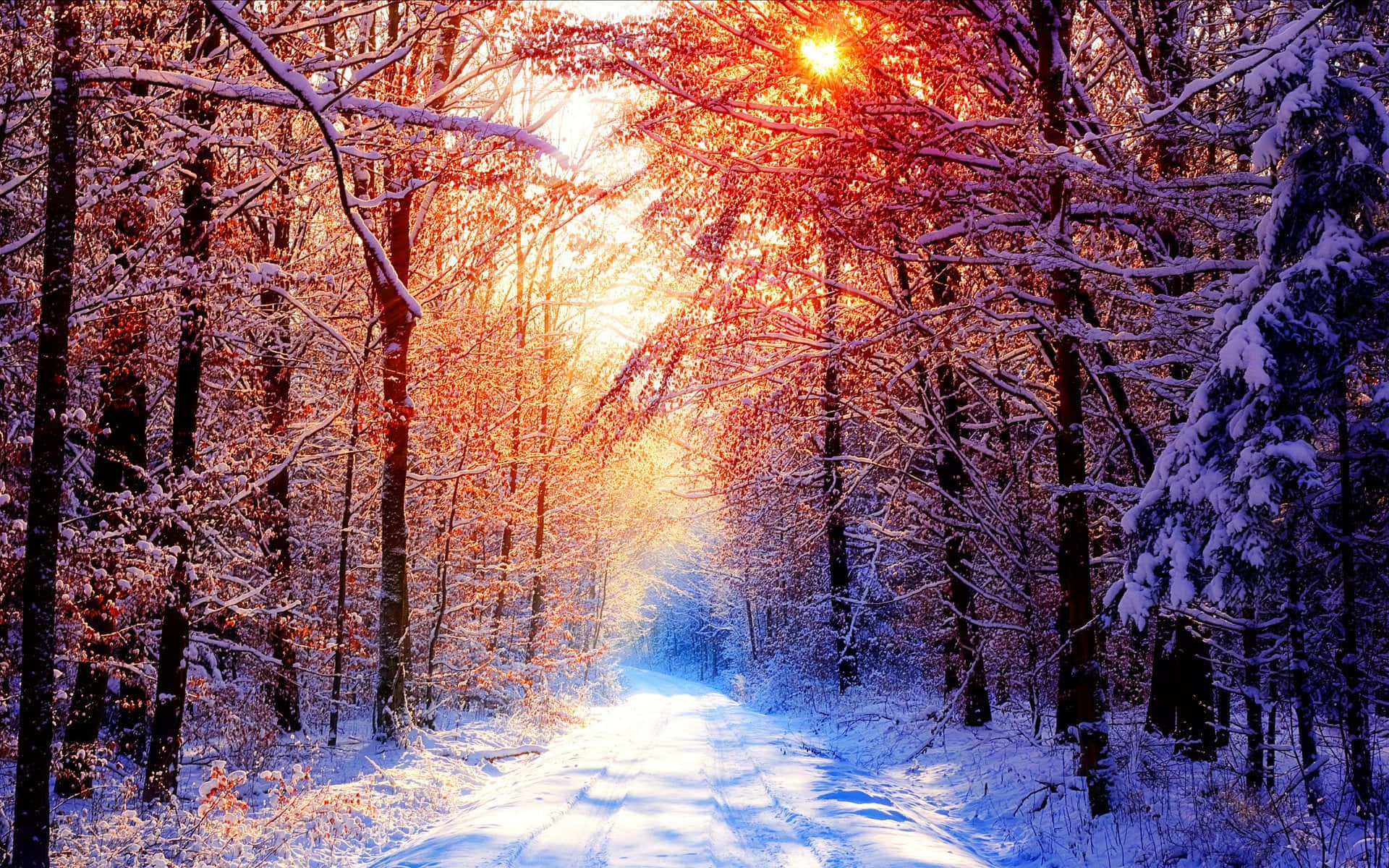Brisk Breeze In A Forest With Tall Trees Covered In Snow Background