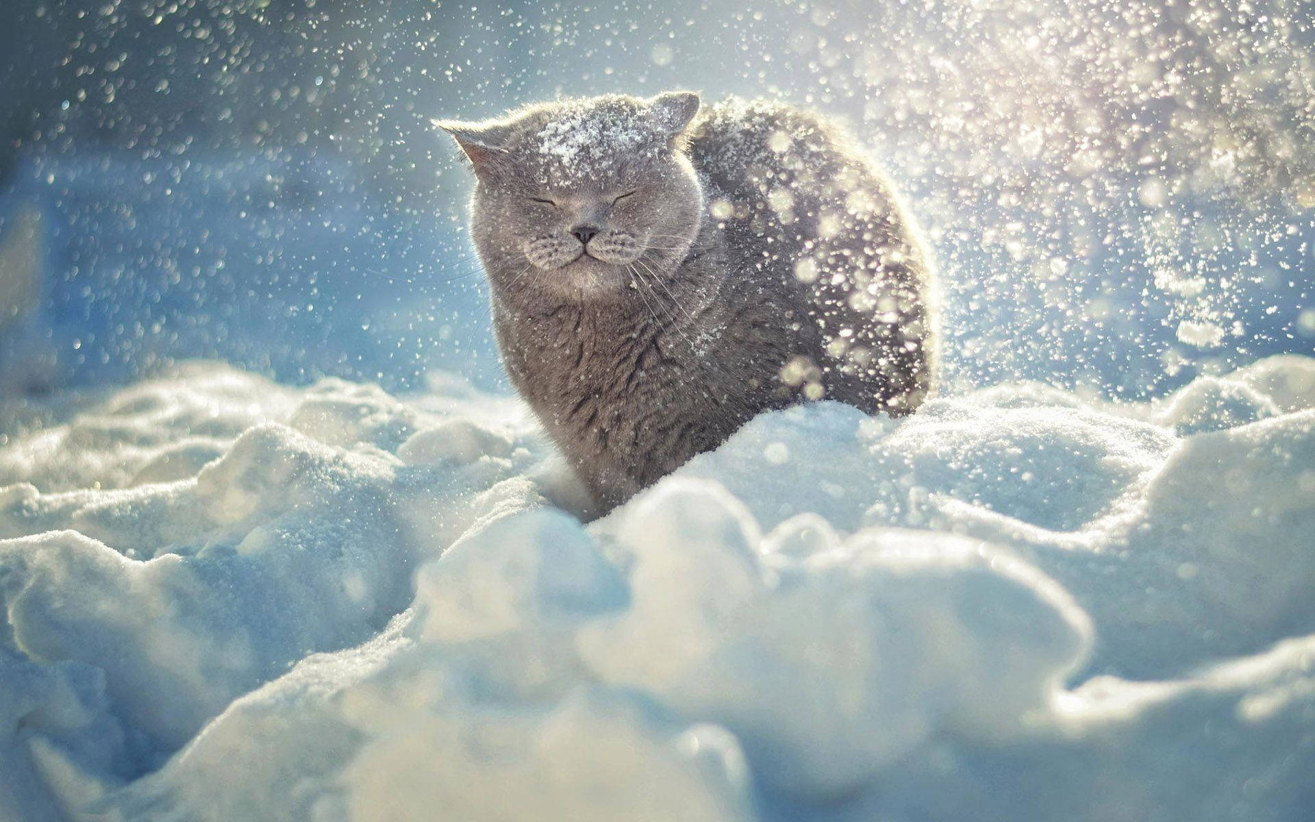 British Shorthair Winter Landscape Background