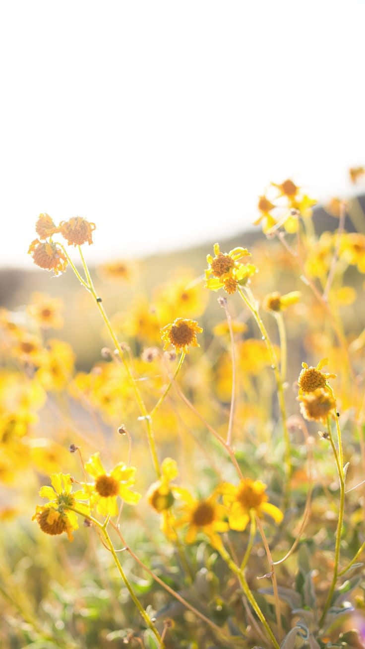Brittlebush Floral Aesthetic Iphone Background