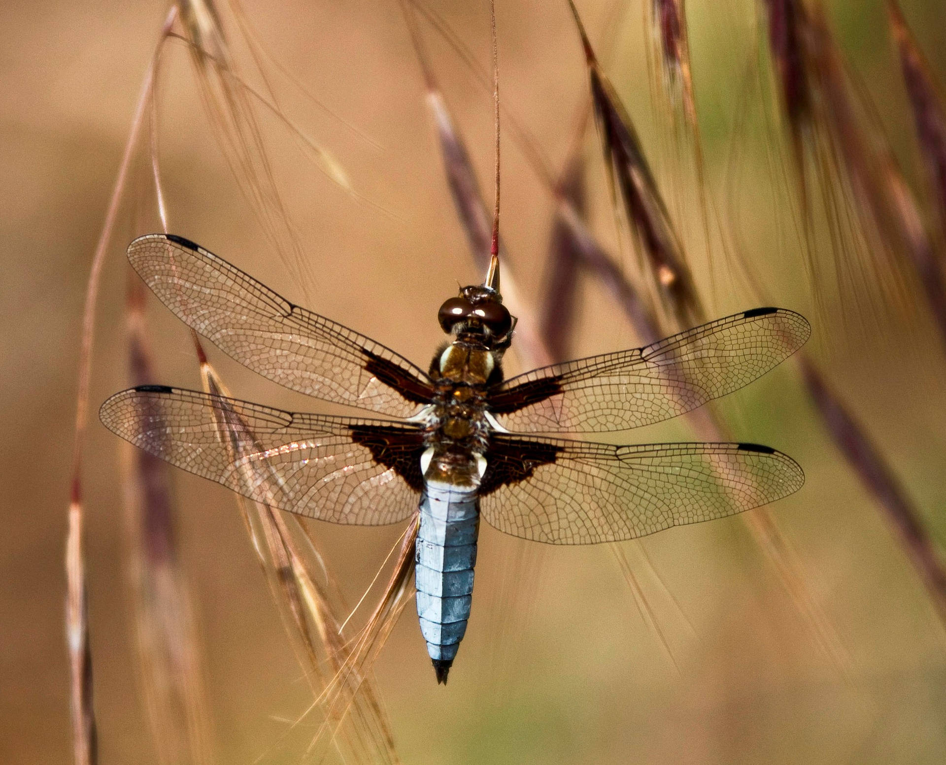 Broad-bodied Chaser Dragonfly Background