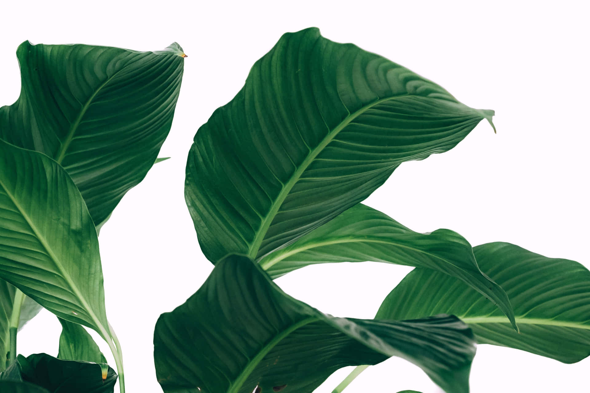 Broad Green Leaves Minimalist Plant Desktop Background