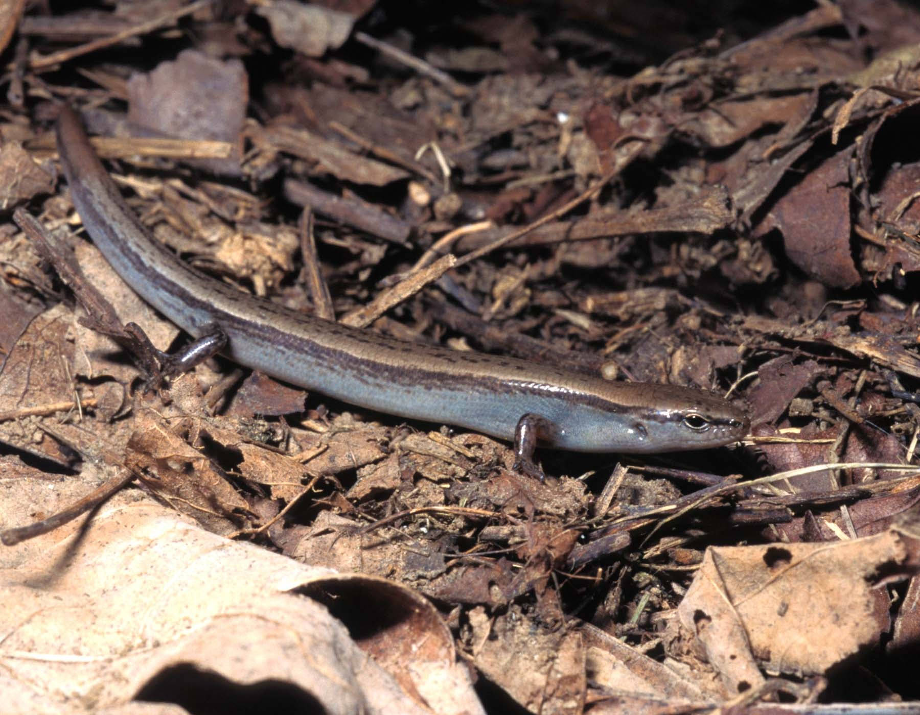 Broad Head Brown Ground Skink