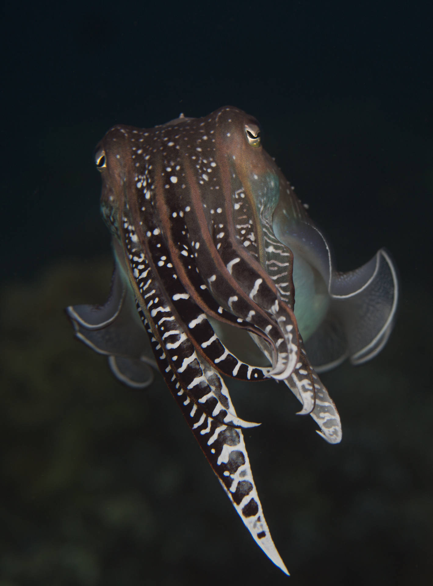 Broadclub Cuttlefish On Its Own