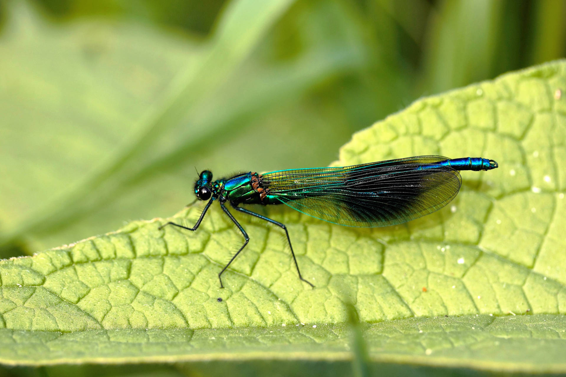 Broadwing Damselfly Dragonfly Background