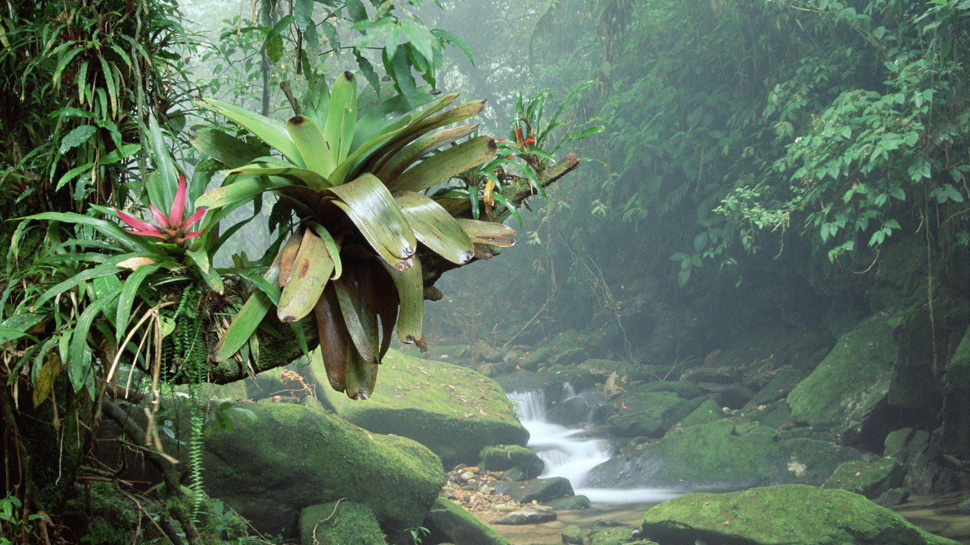 Bromelia Plant In Amazonas Background