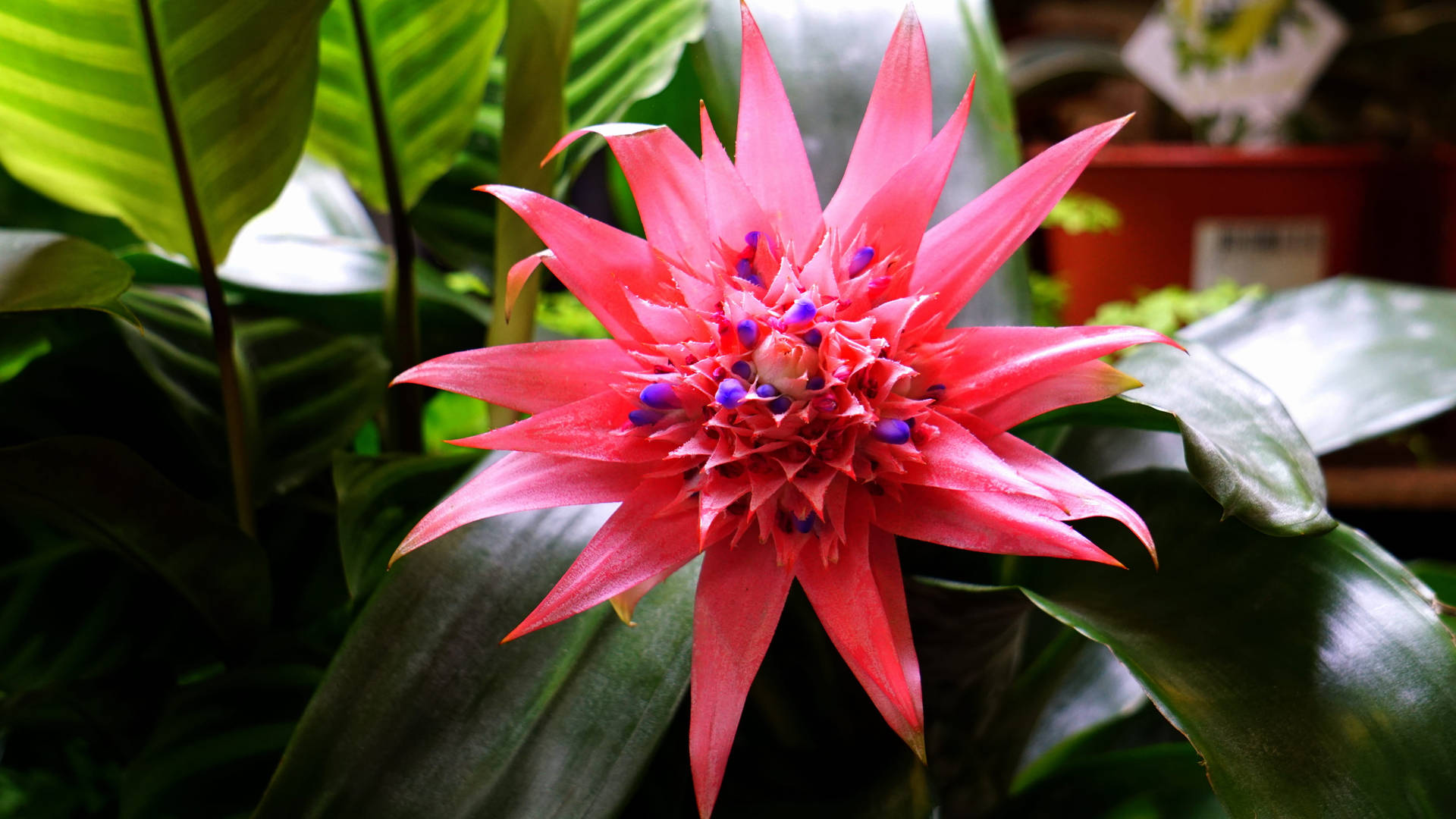 Bromeliad Flower And Green Leaves Background