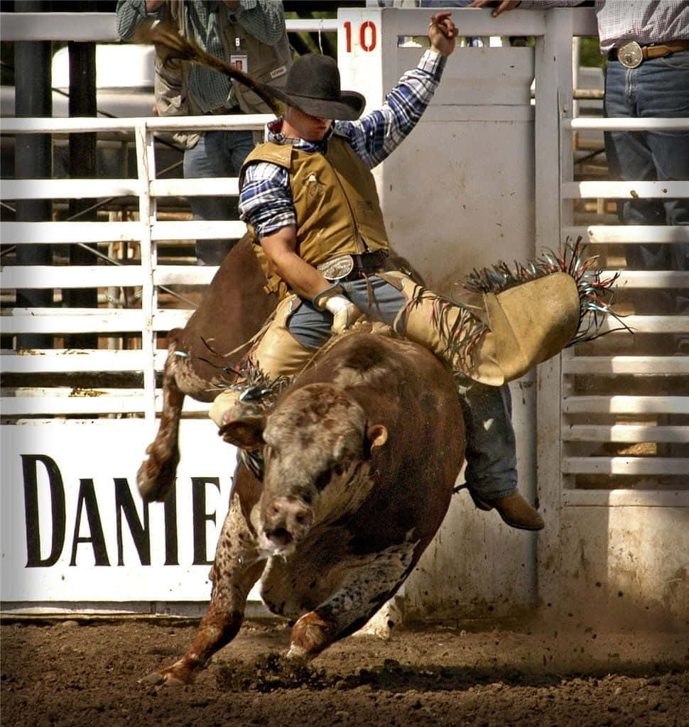 Bronc Rider Ready To Clean House At The Rodeo. Background