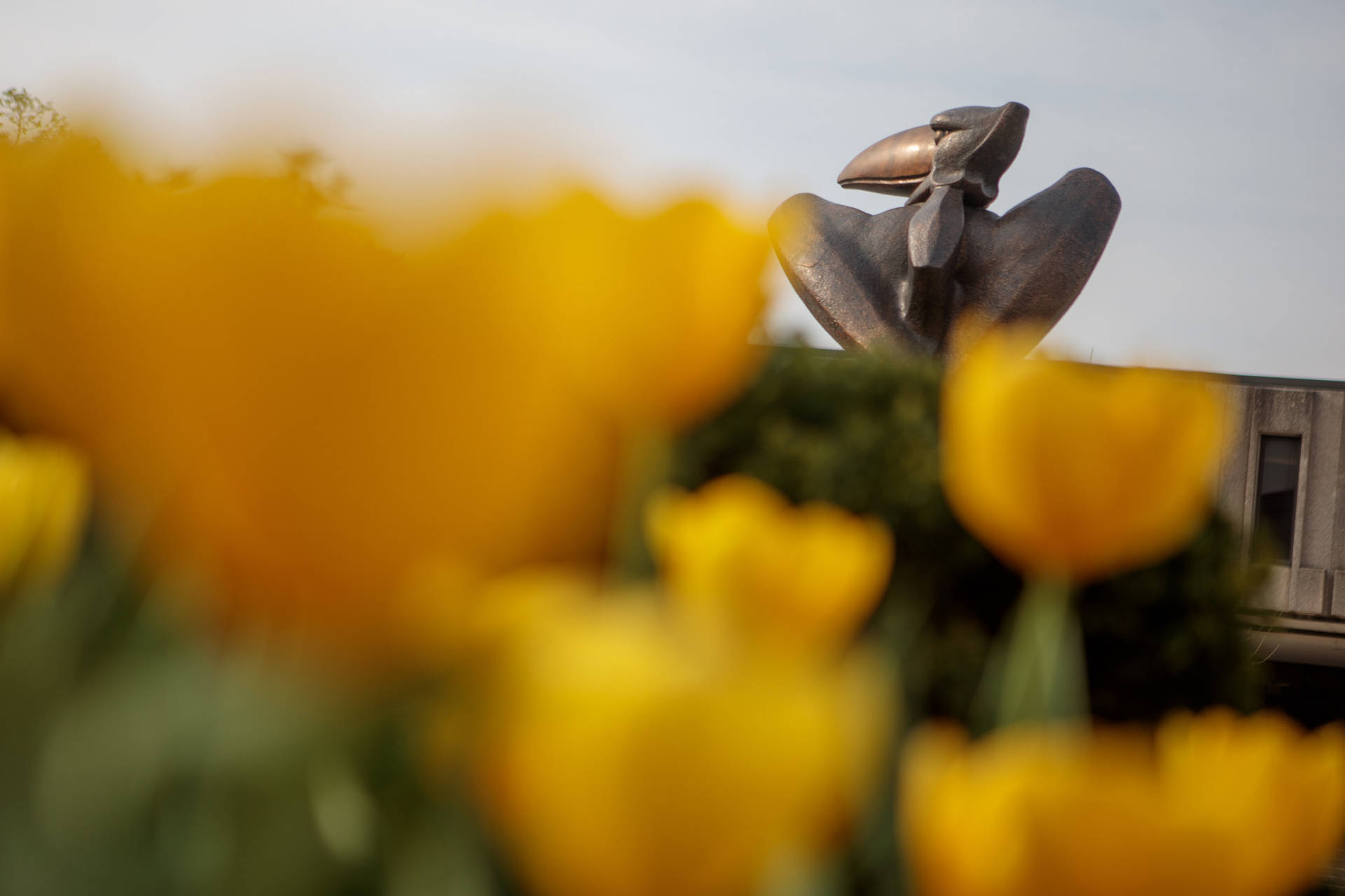 Bronze Jayhawk Yellow Flowers University Of Kansas