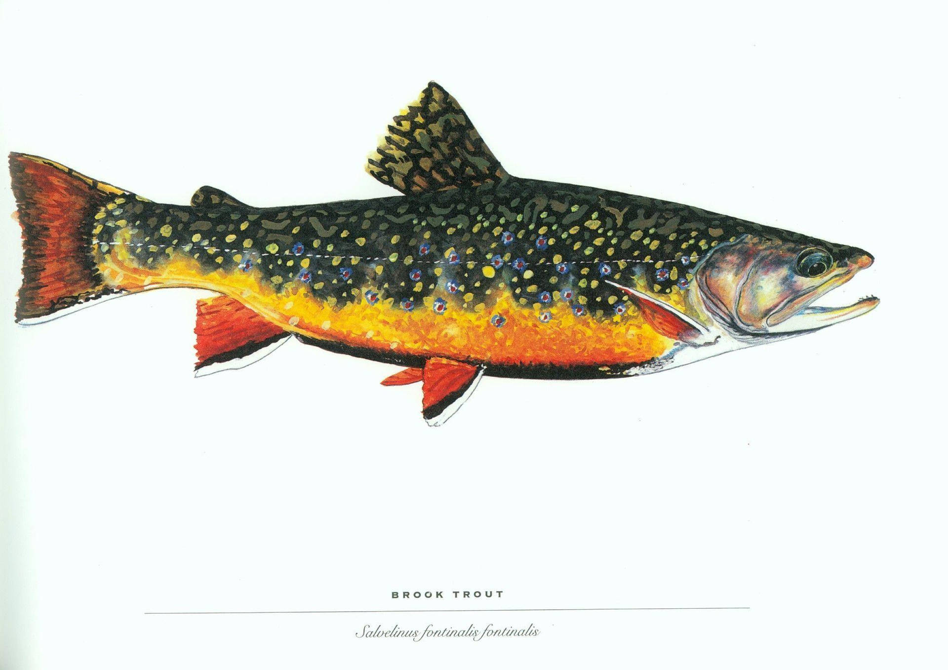 Brook Trout Fish