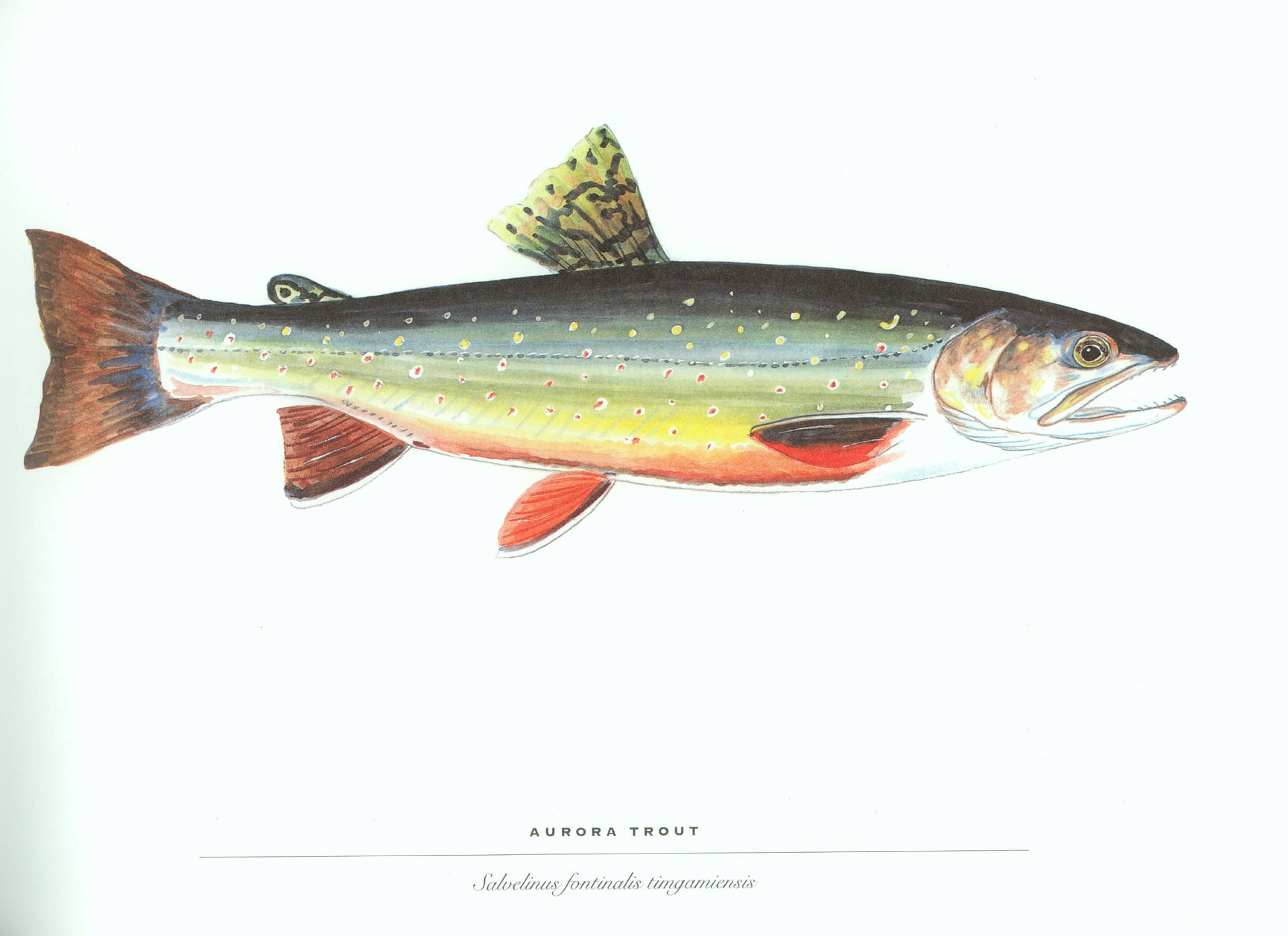 Brook Trout Fish