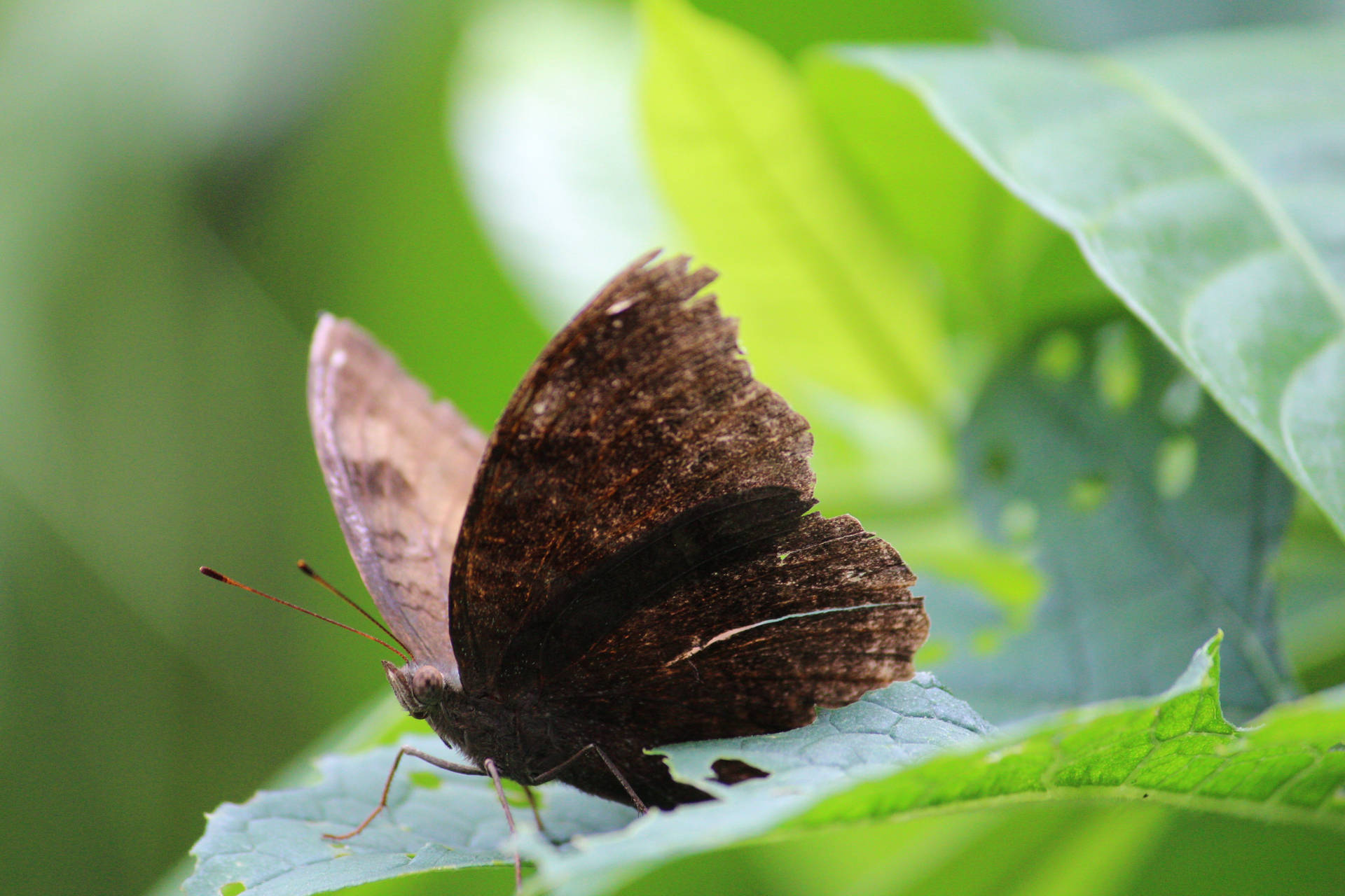 Brown Aesthetic Butterfly Background