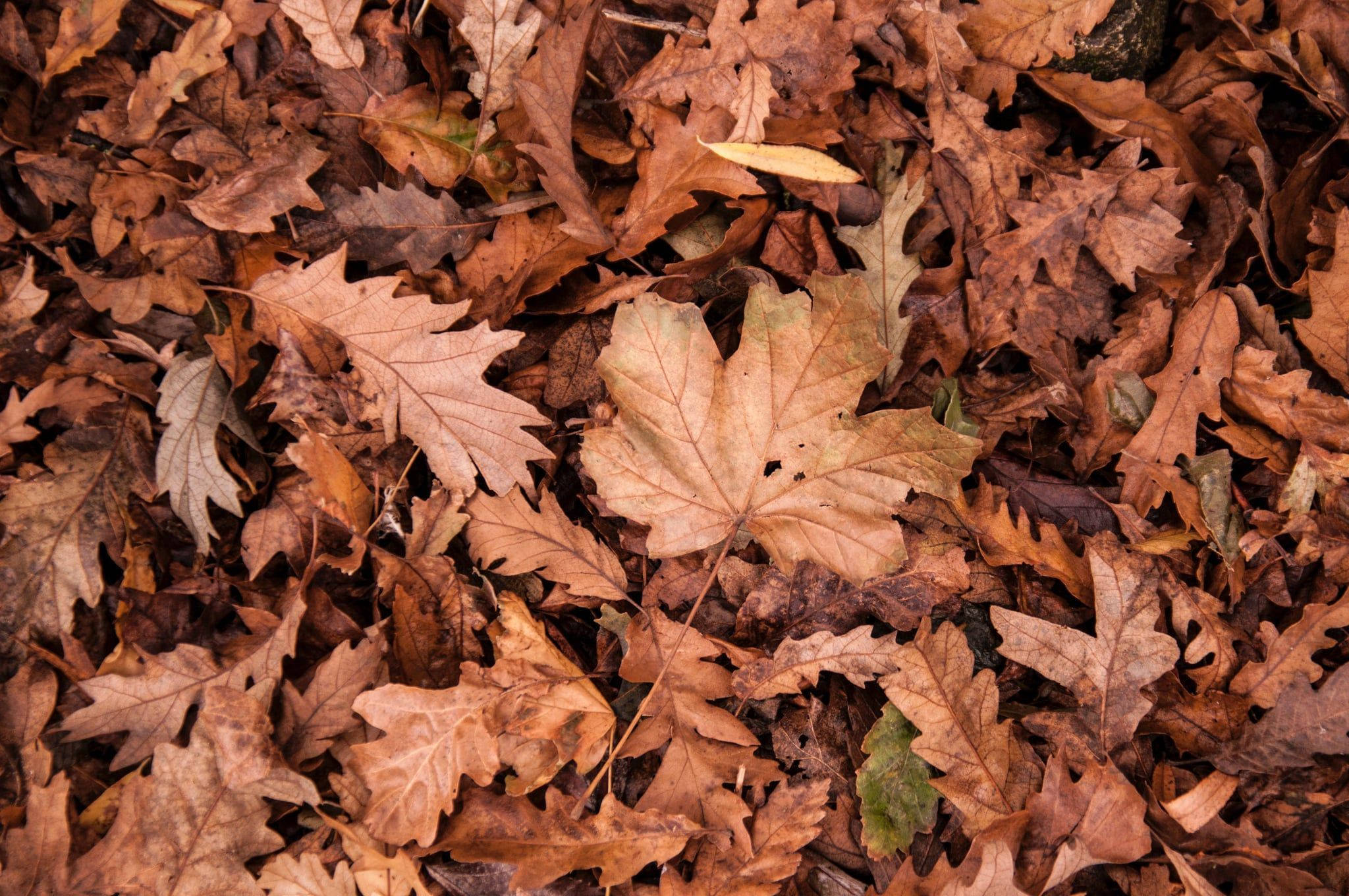 Brown Aesthetic Dry Leaves Laptop Background