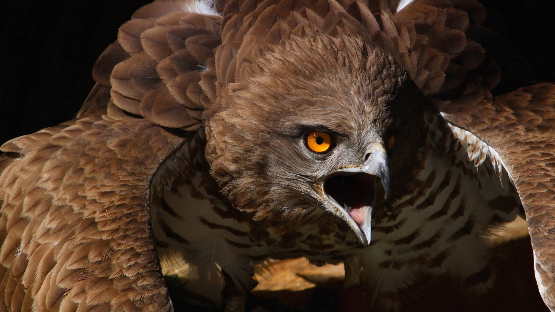 Brown Aguila Crying 3d Art Background