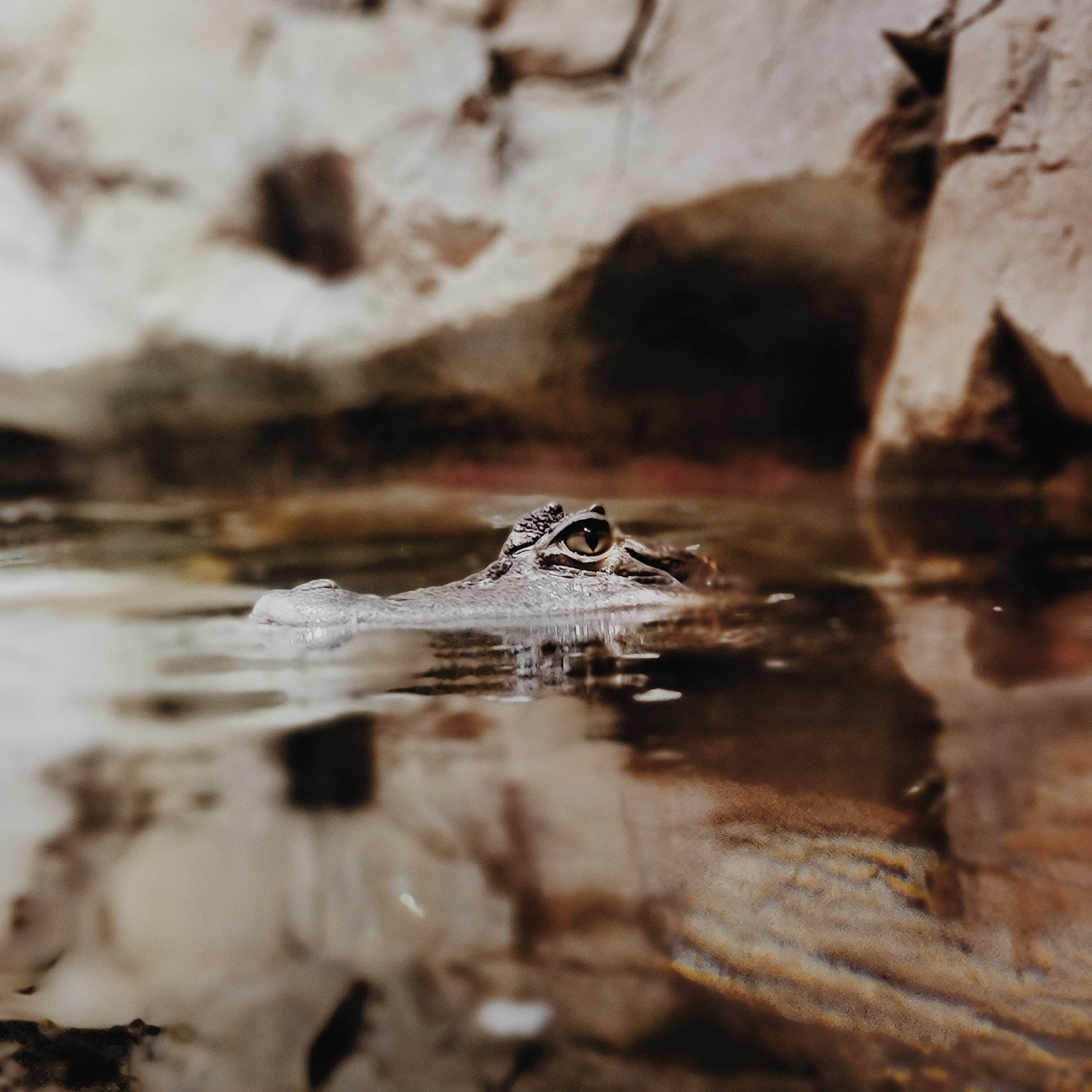 Brown Alligator Photography Background