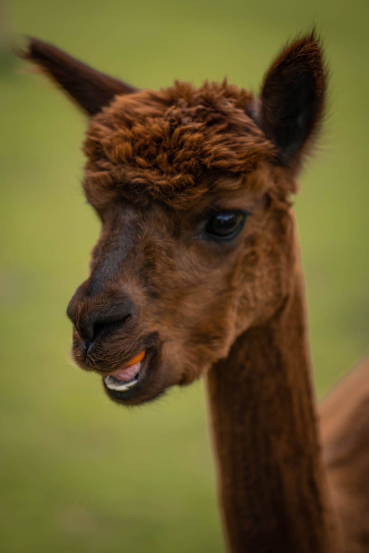 Brown Alpaca Open Mouth Background