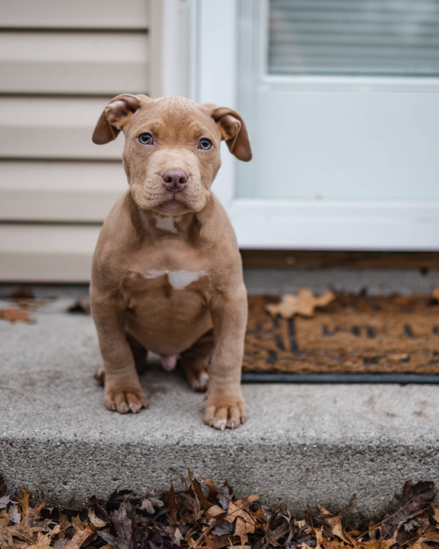 Brown American Pitbull Terrier Puppy Background