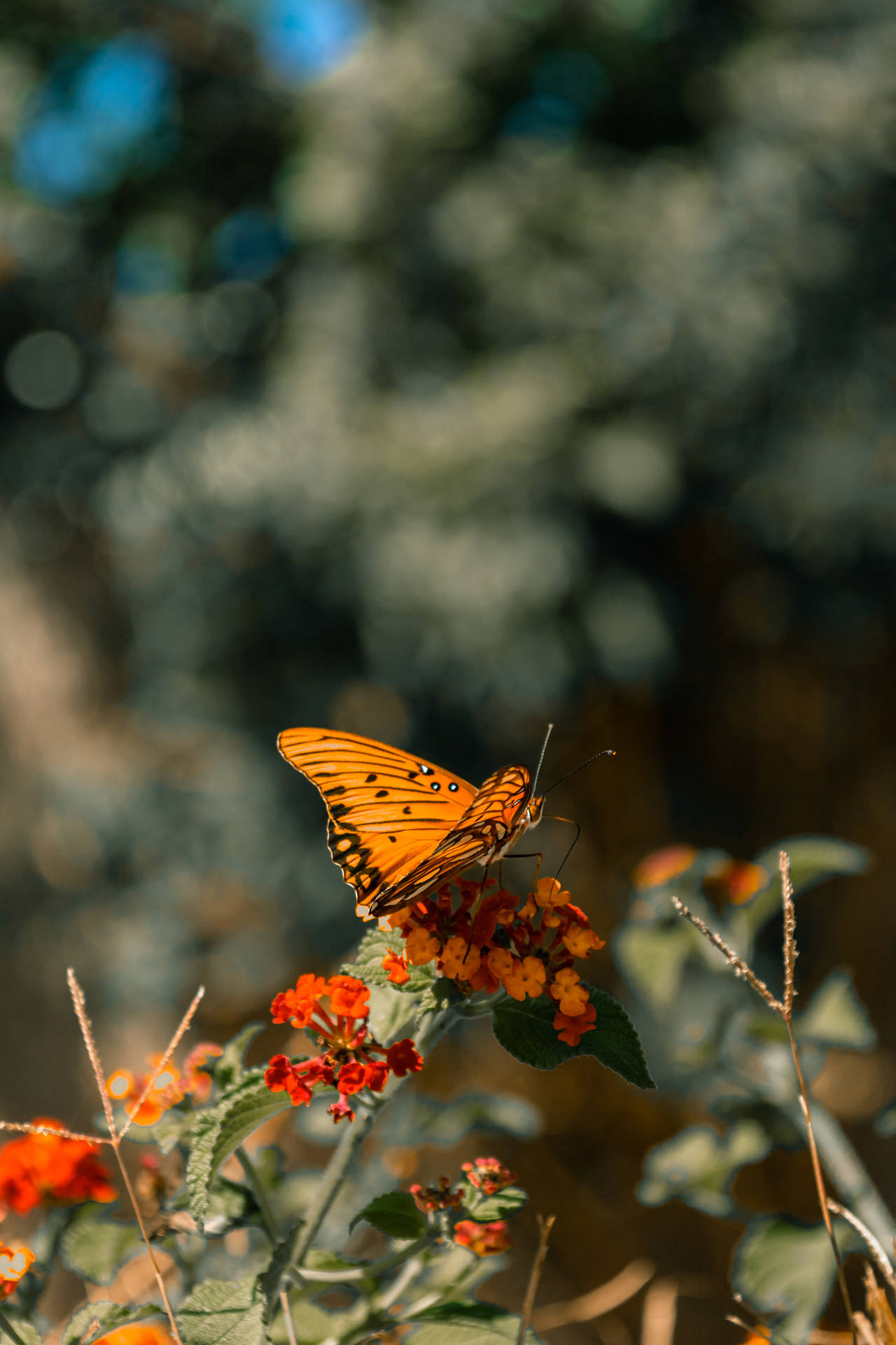 Brown And Black Beautiful Butterfly Background
