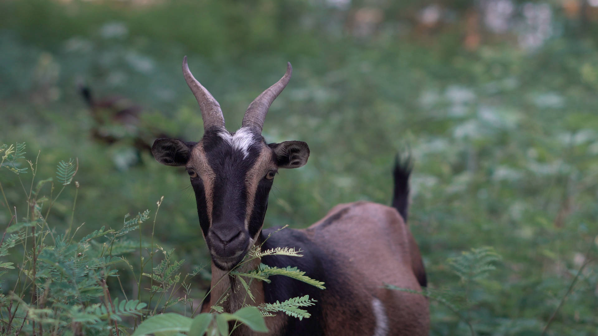 Brown And Black Goat Background
