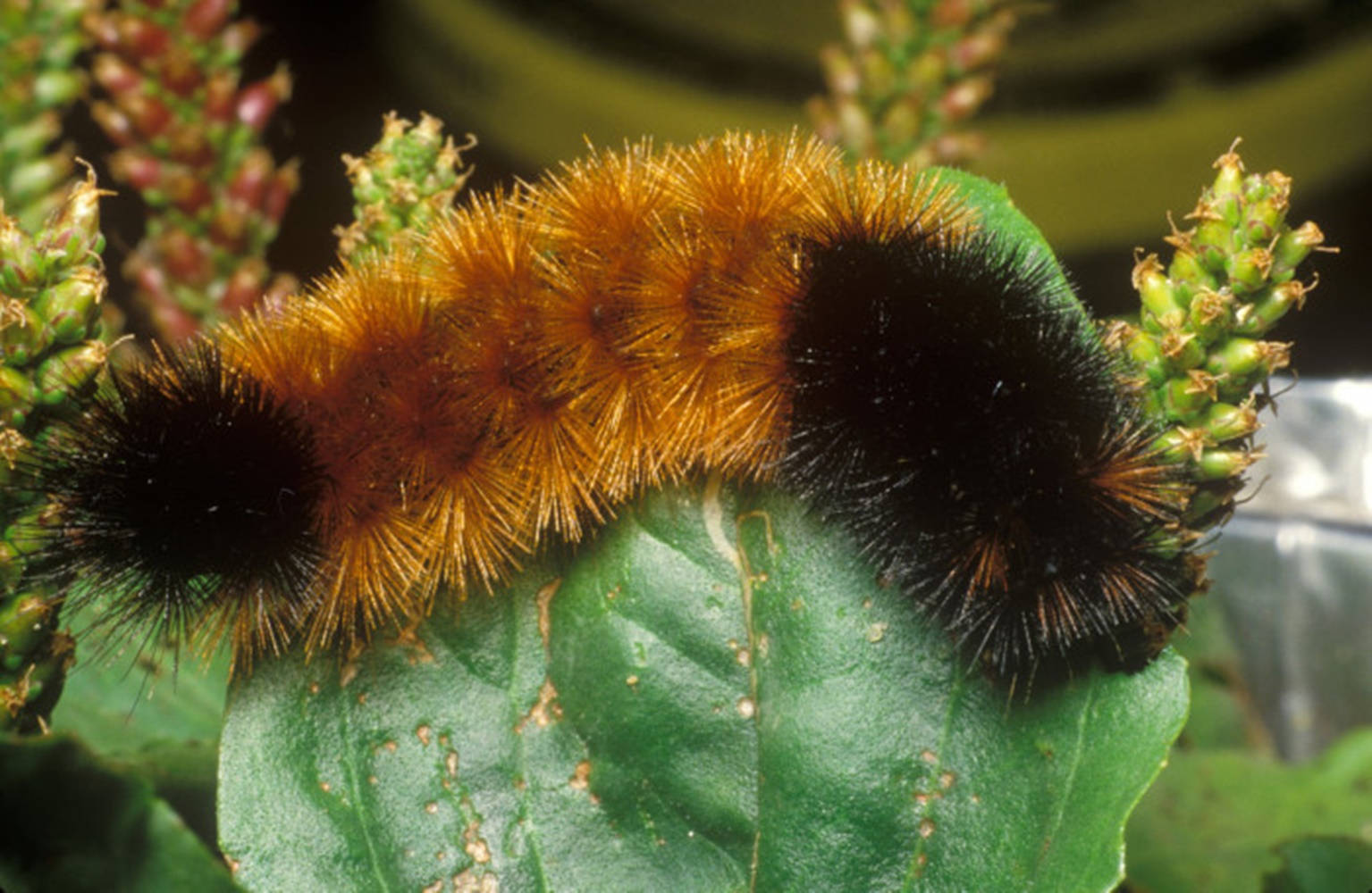 Brown And Black-haired Caterpillar Background