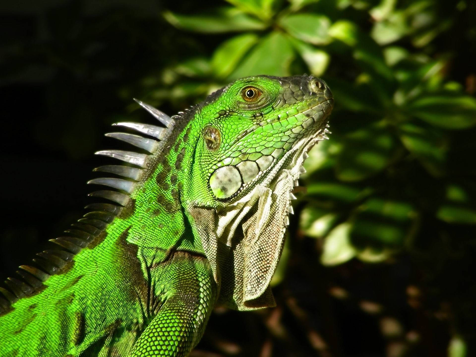 Brown And Green Iguana Reptile Background