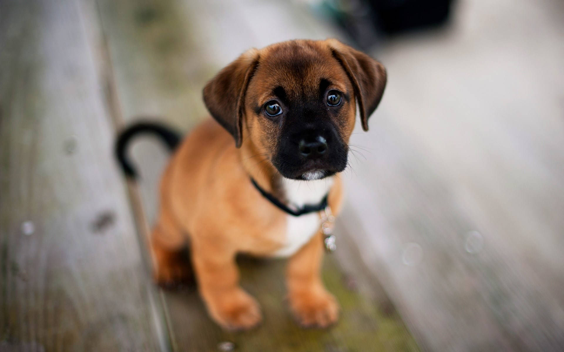 Brown And White Baby Dog Background