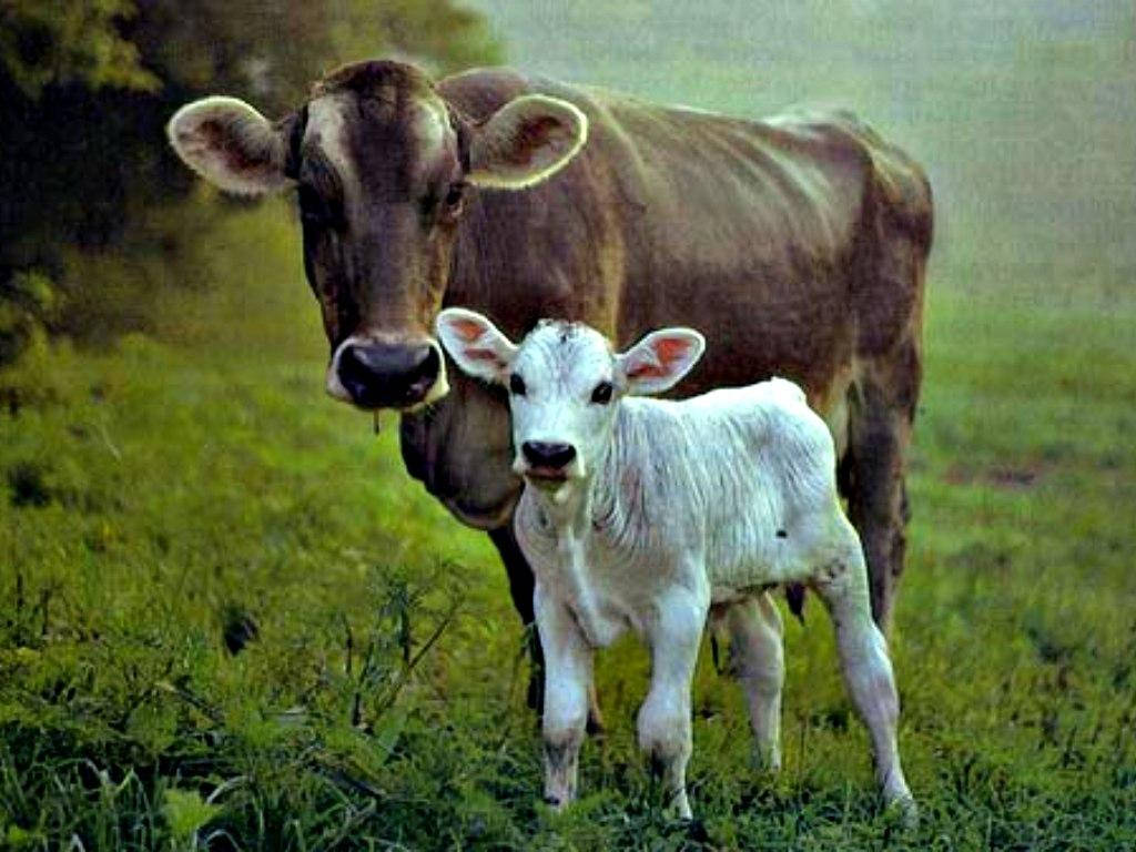 Brown And White Cow Grazing On A Hillside Farm Background