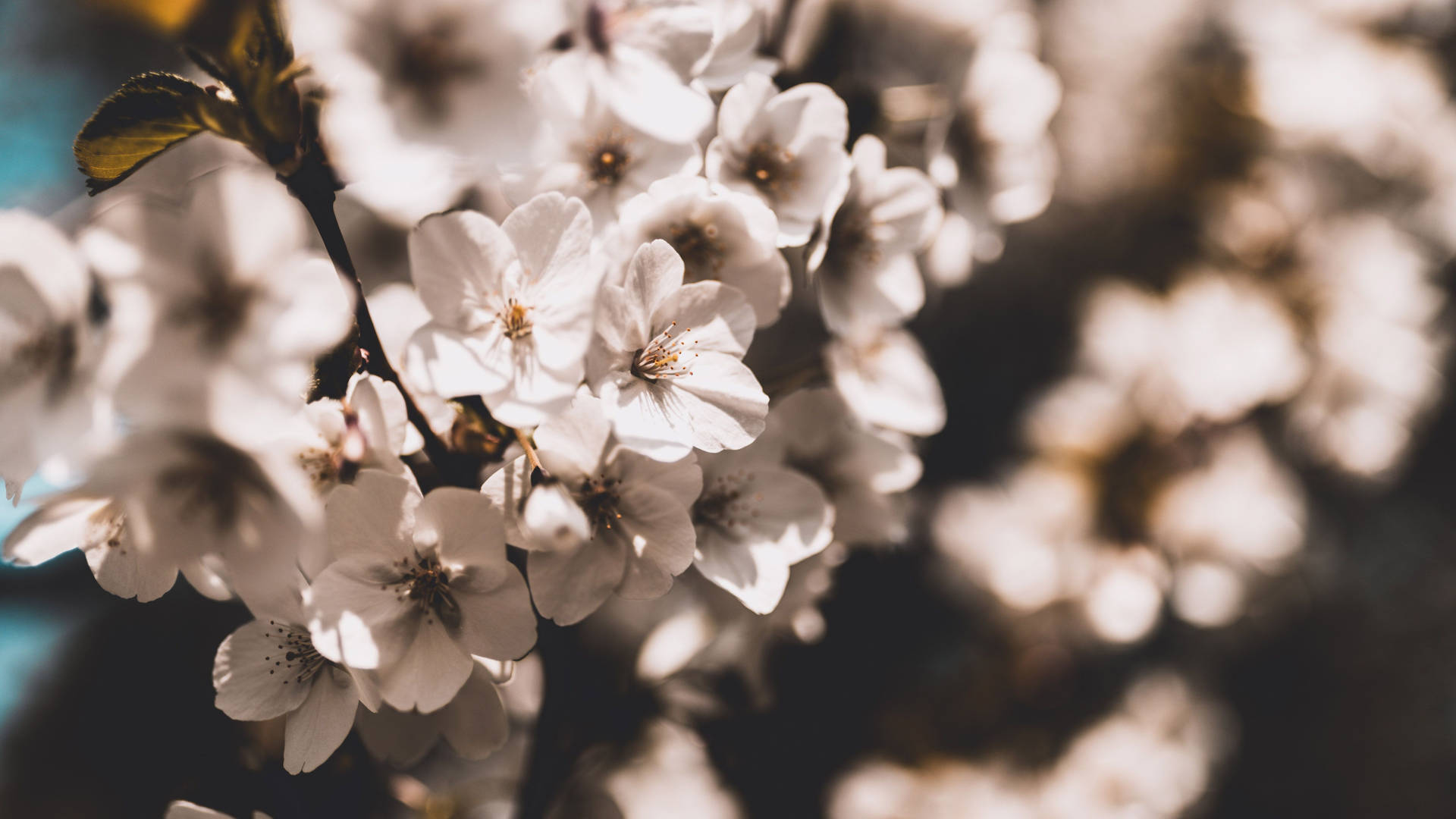 Brown And White Flower Background