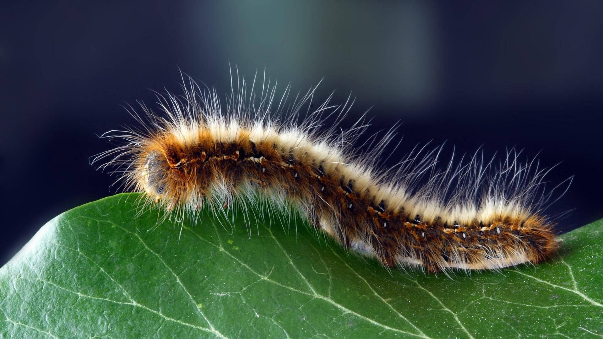 Brown And White Hairy Caterpillar Background