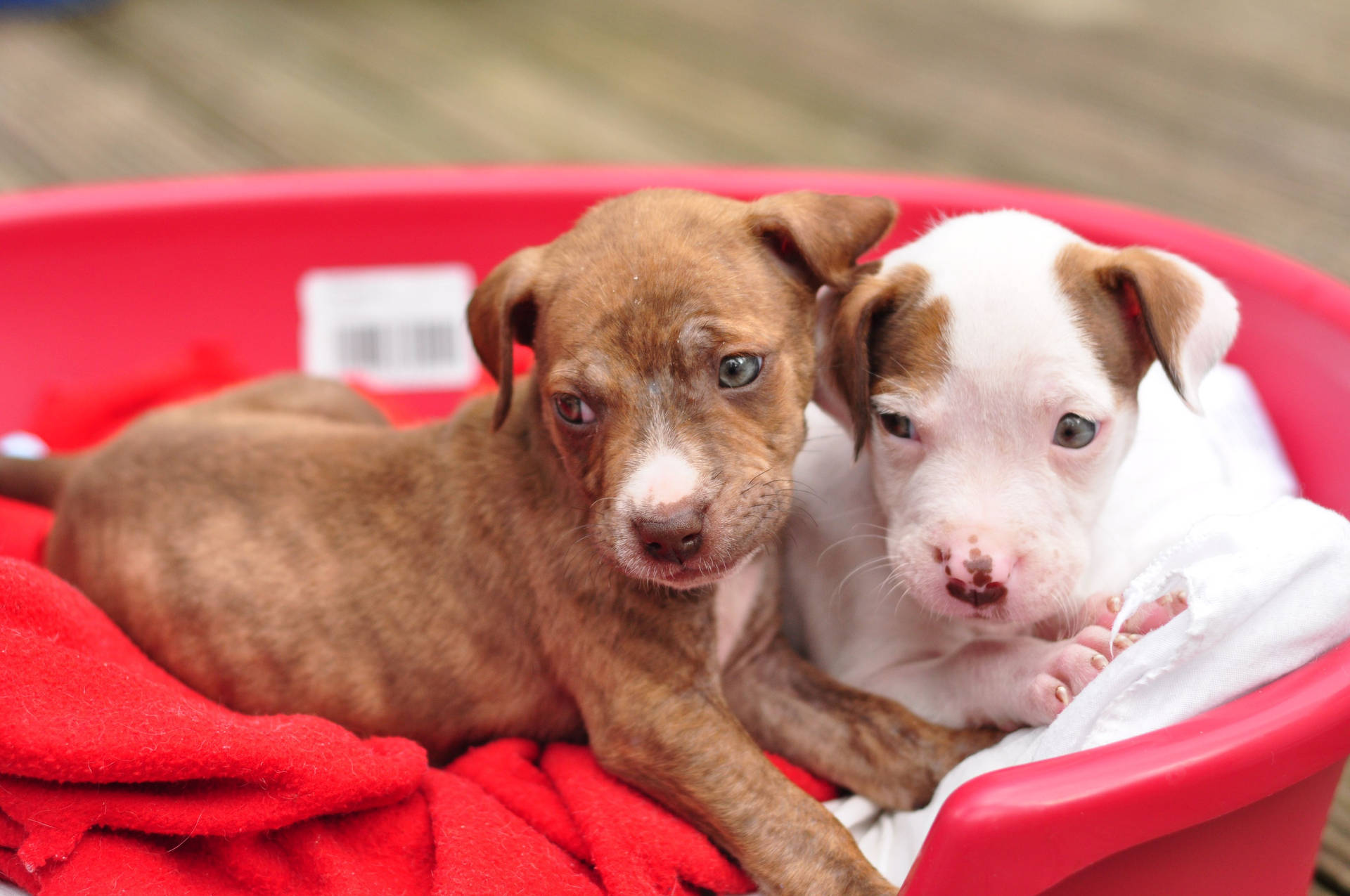 Brown And White Pitbull Puppies Background