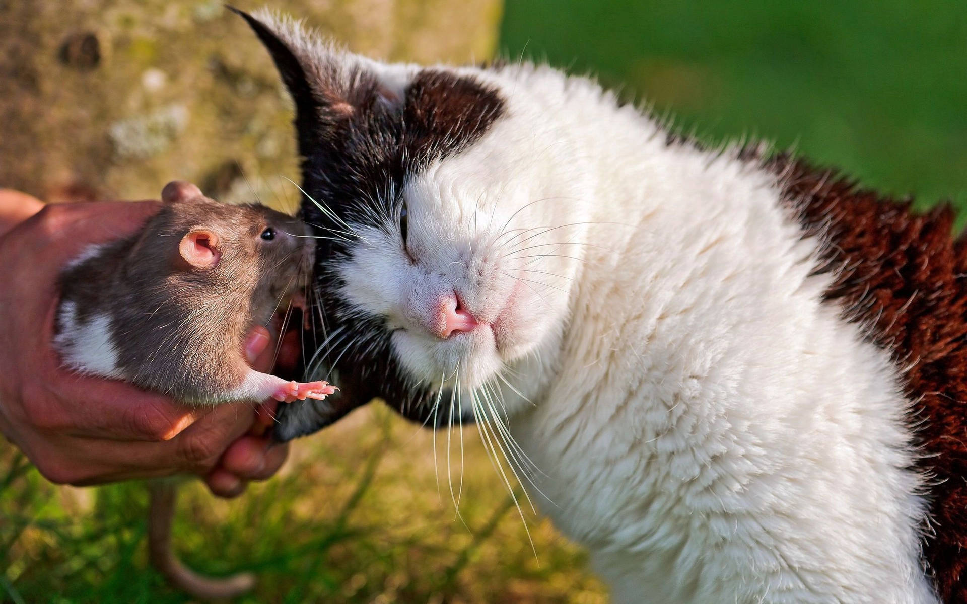 Brown And White Rat With Cat