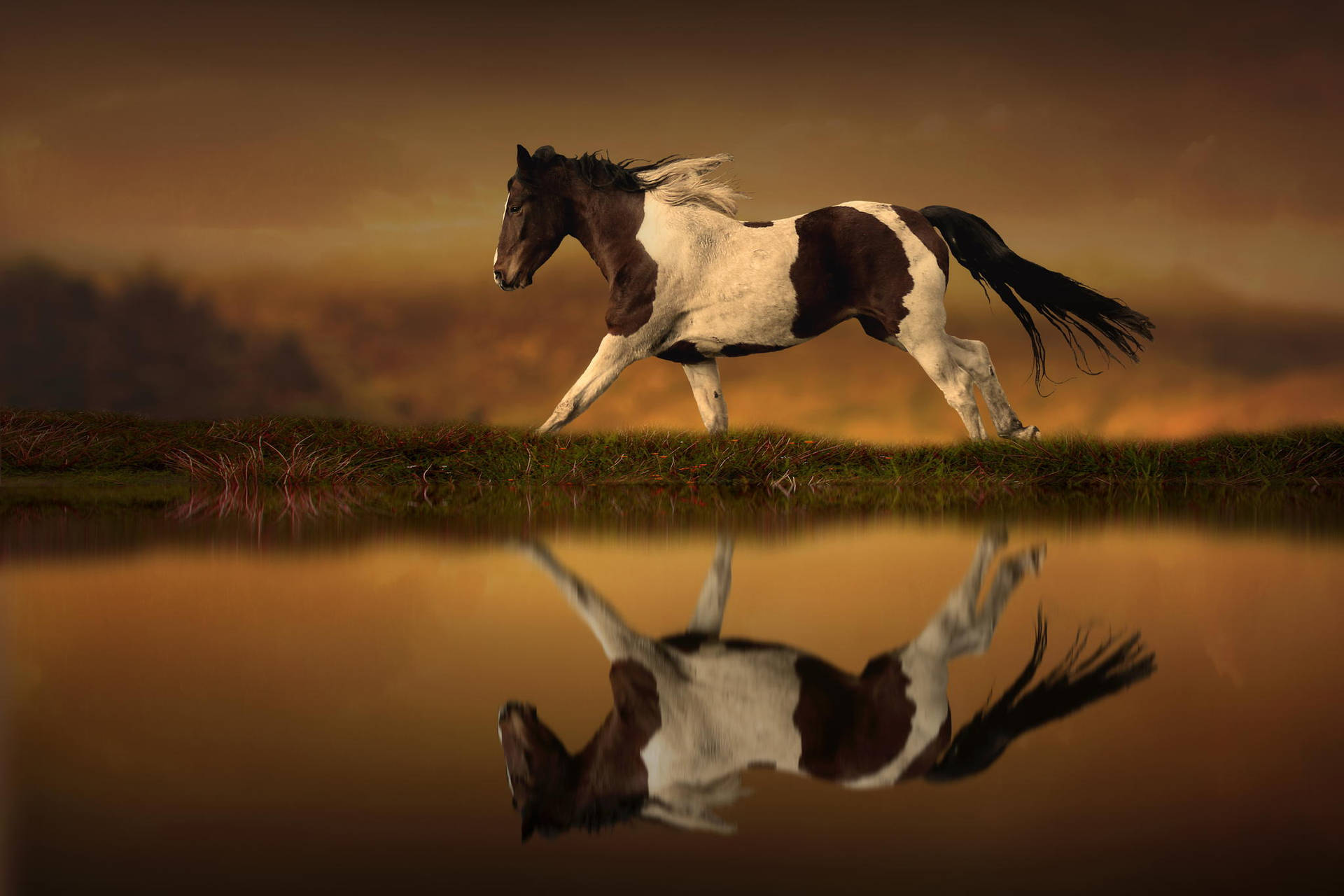 Brown And White Running Horse Background