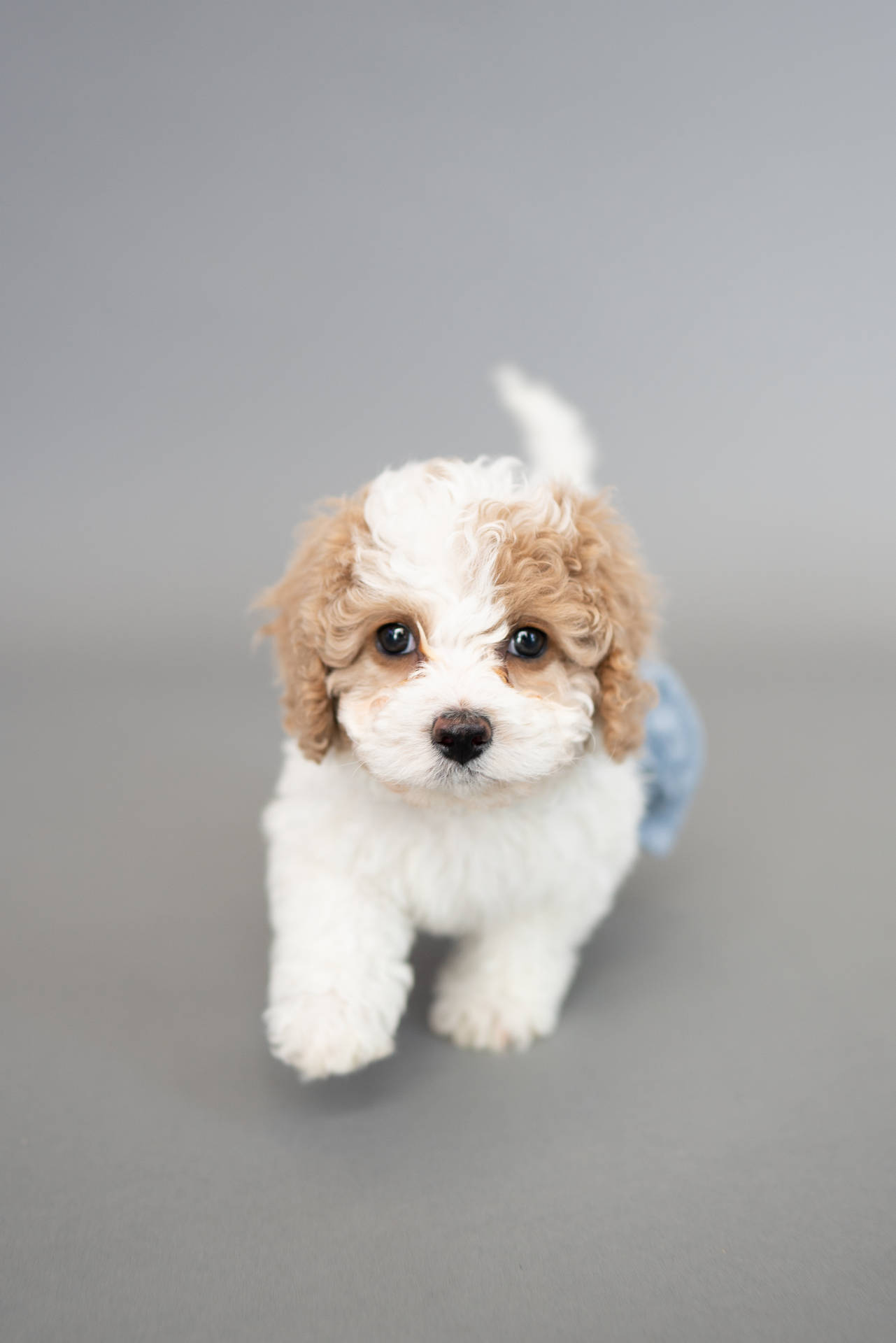 Brown And White Teacup Poodle