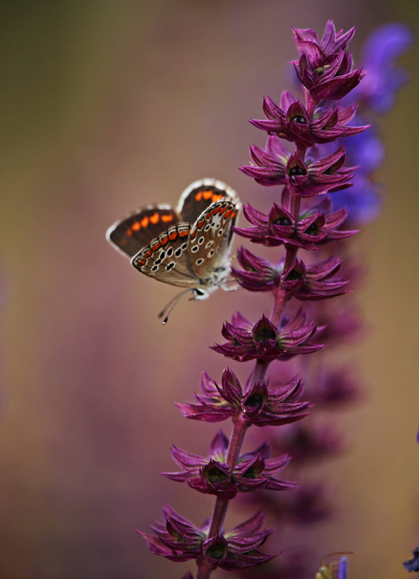 Brown Argus Butterfly On Flower