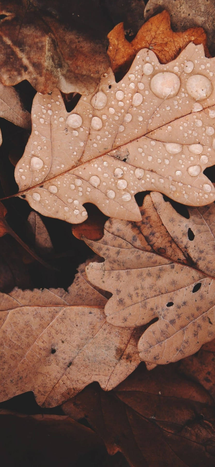 Brown Auburn Autumn Leaves Top Iphone Hd Background